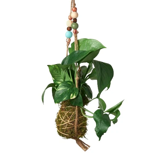 Bead Kokedama Moss Ball Hanging Plant - Image 3