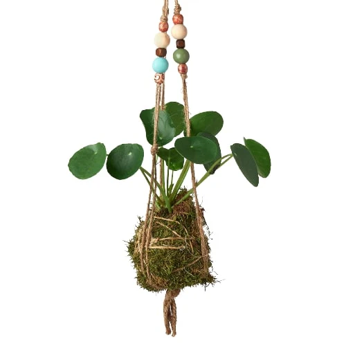 Bead Kokedama Moss Ball Hanging Plant - Image 4