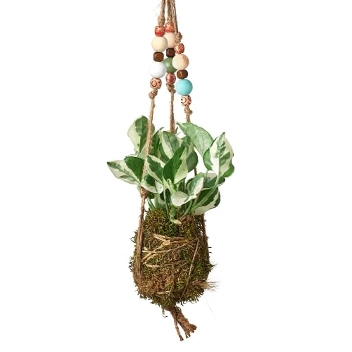 Bead Kokedama Moss Ball Hanging Plant - Image 5