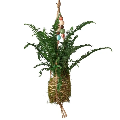 Bead Kokedama Moss Ball Hanging Plant - Image 6