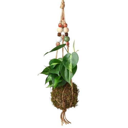 Bead Kokedama Moss Ball Hanging Plant - Image 8