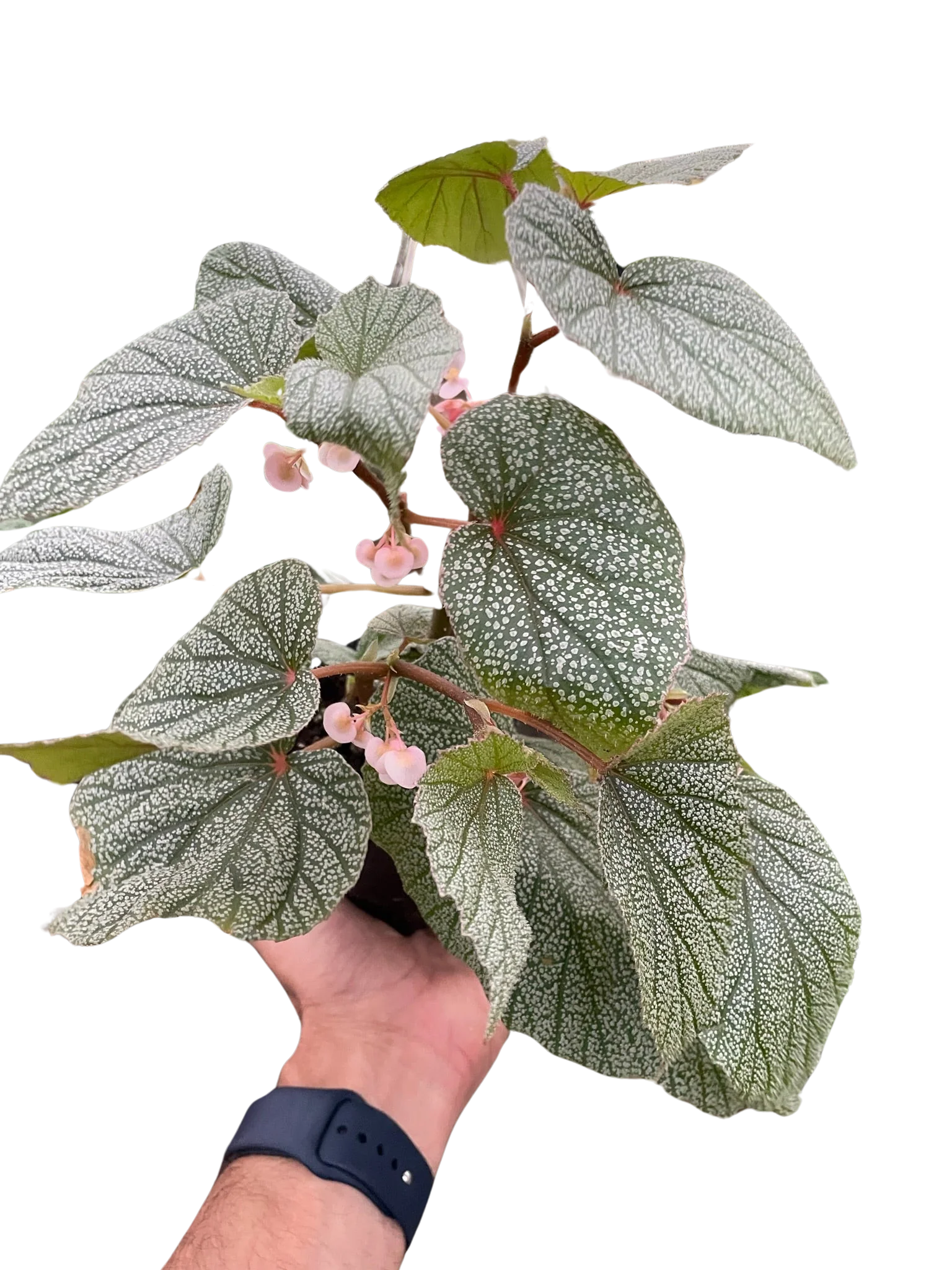 Begonia 'Frosty' - Image 3