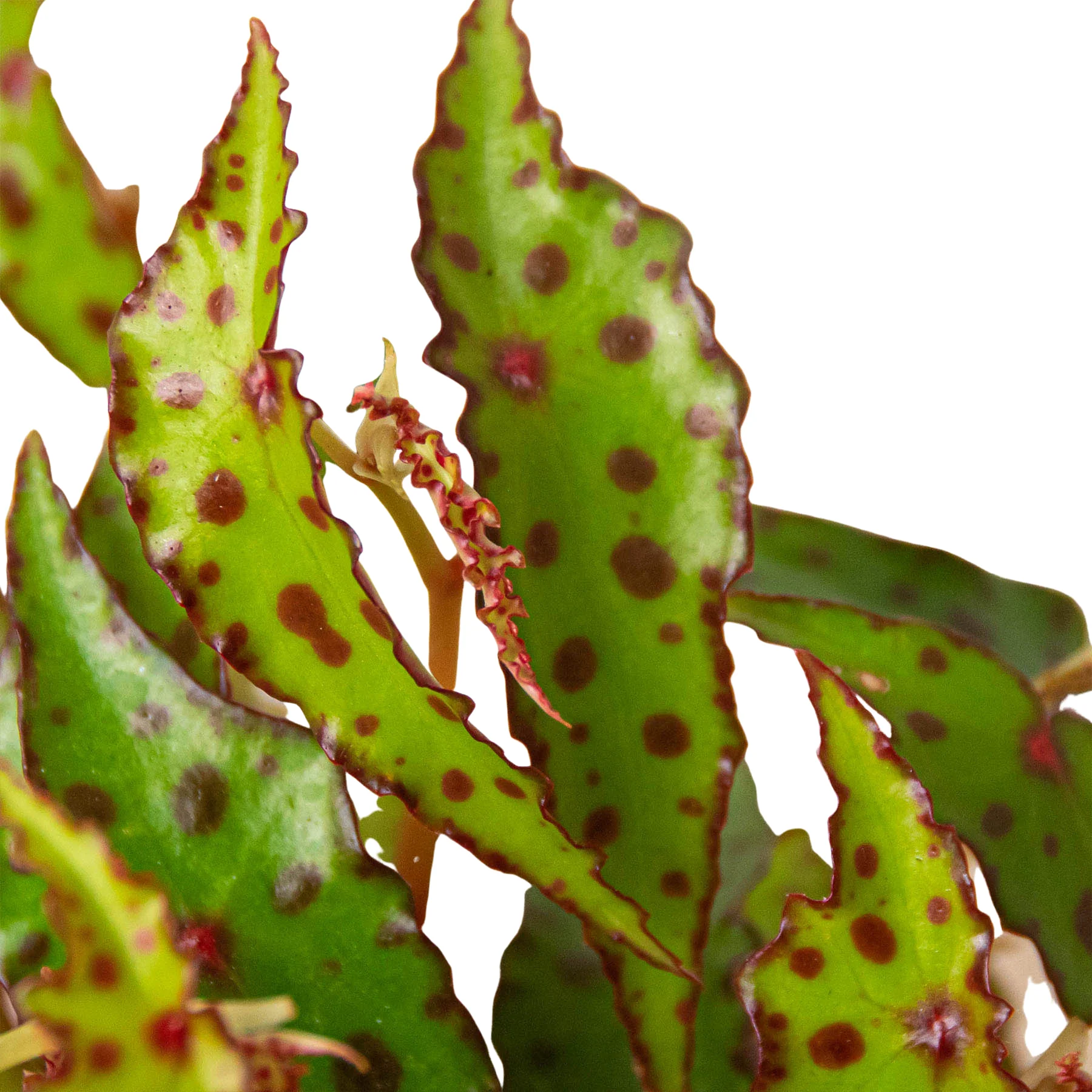 Begonia 'Pink Spotted' - Image 2