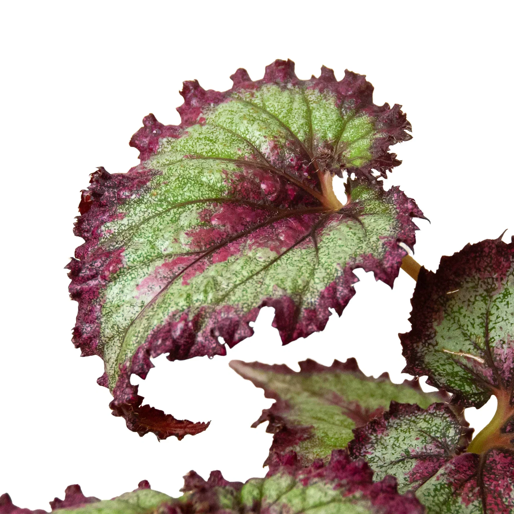 Begonia 'Rex' - 4 Pack Variety - Image 5