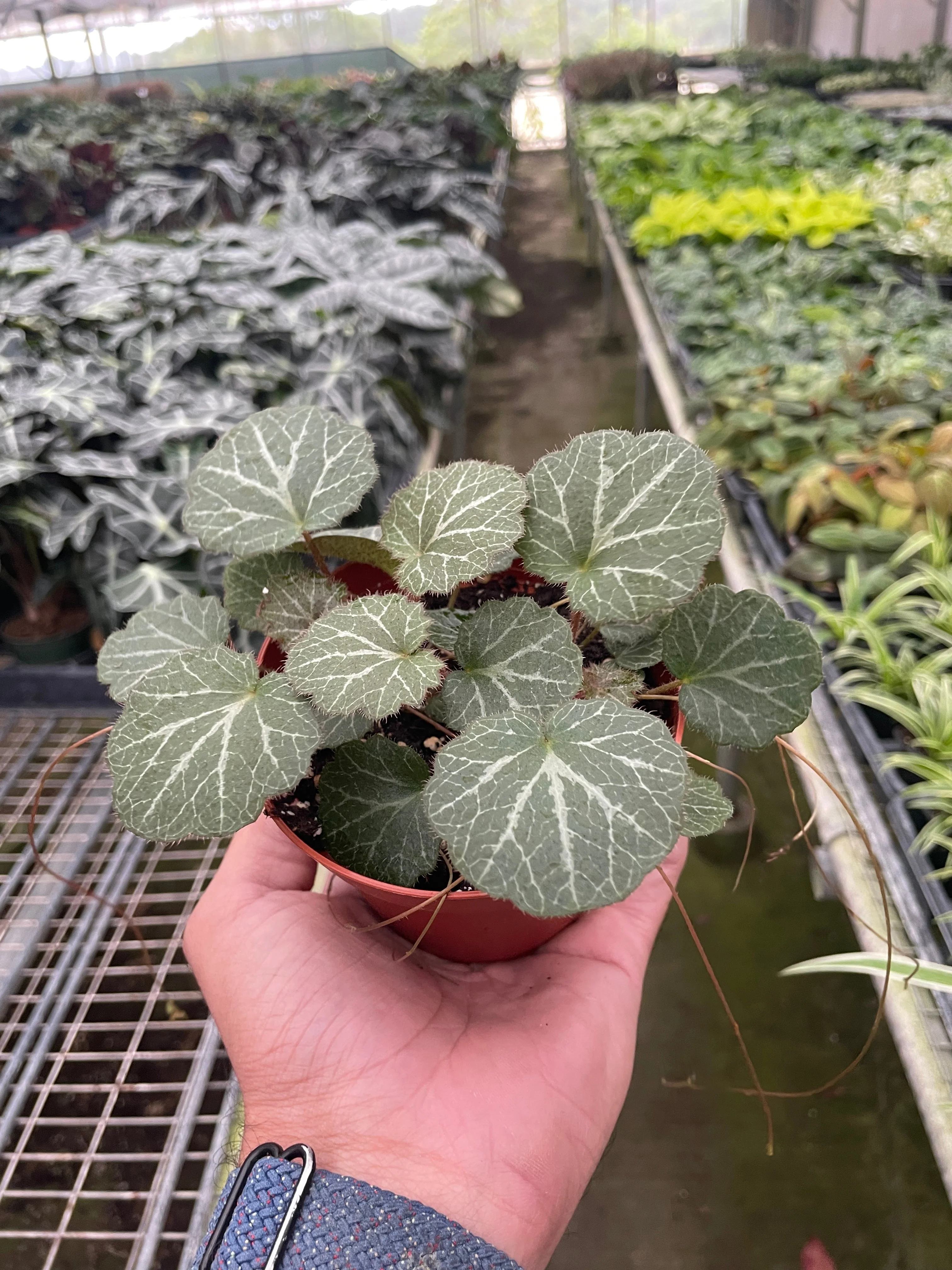 Begonia 'Strawberry' - Image 2
