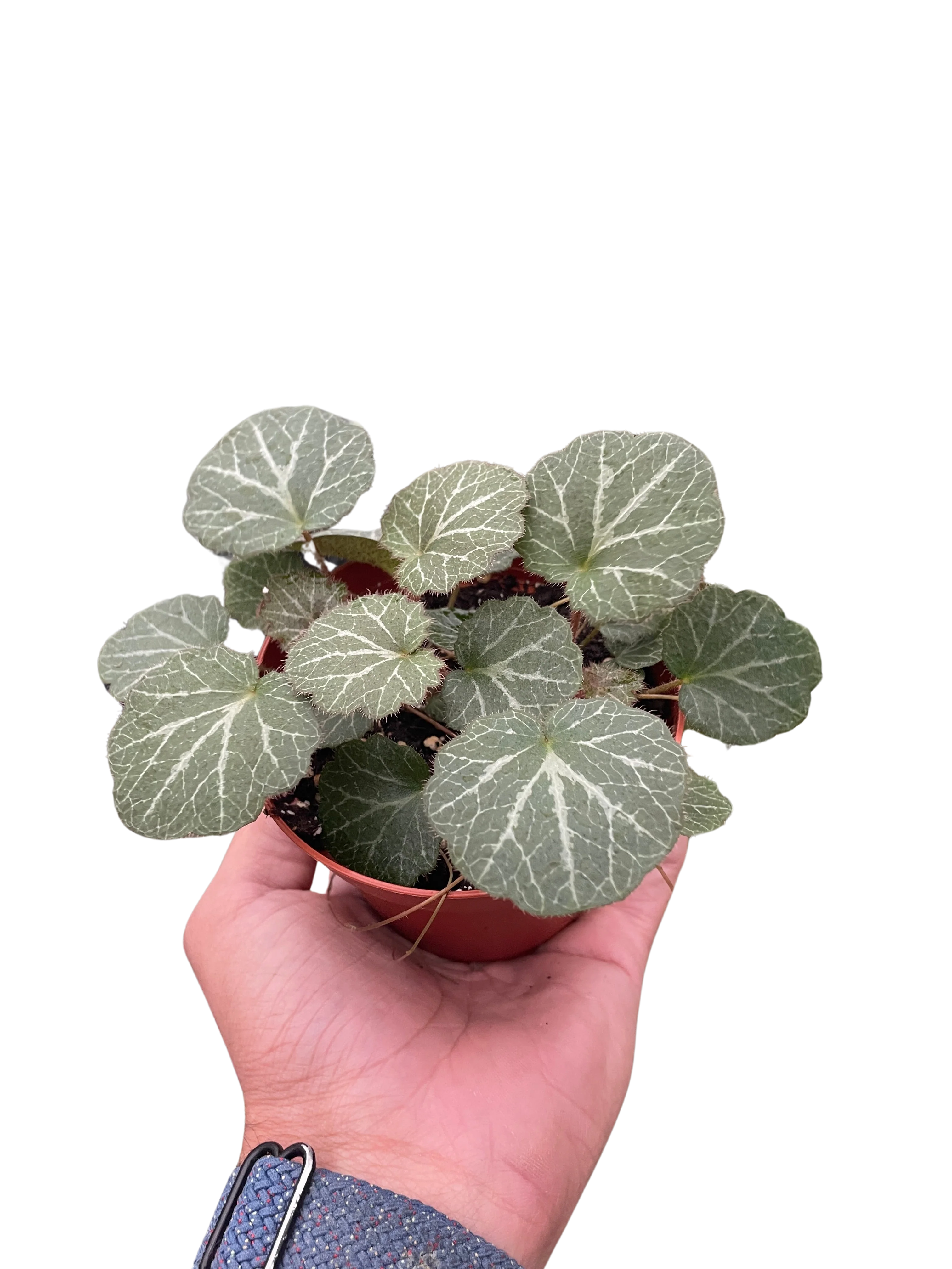 Begonia 'Strawberry' - Image 3