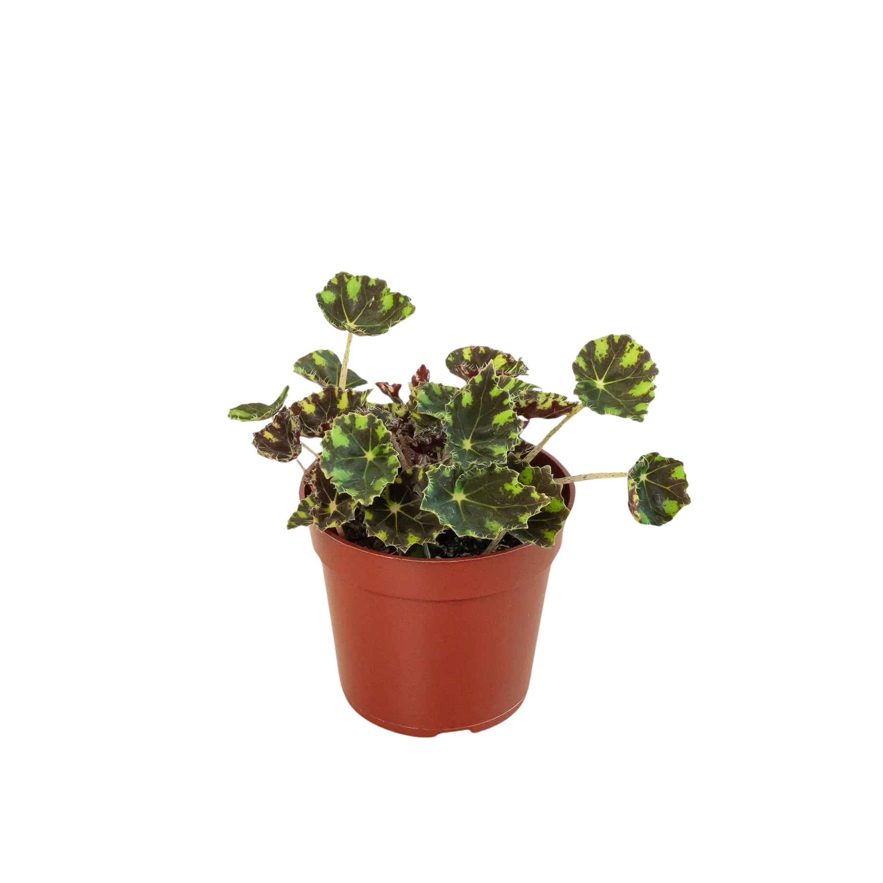 Begonia Tiger Paws - 4" Pot - Image 2
