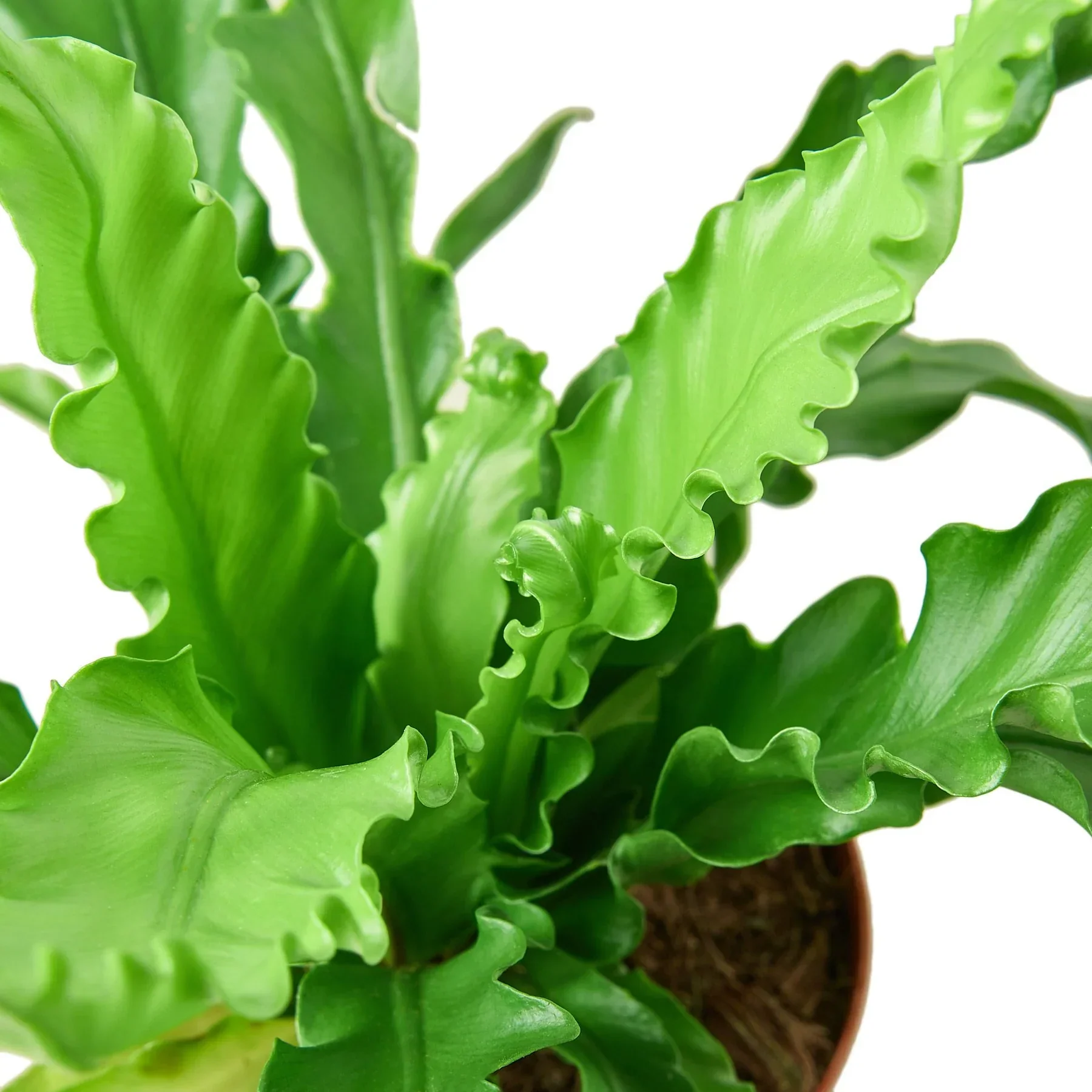 Bird’s Nest 'Victoria' Fern - Image 2
