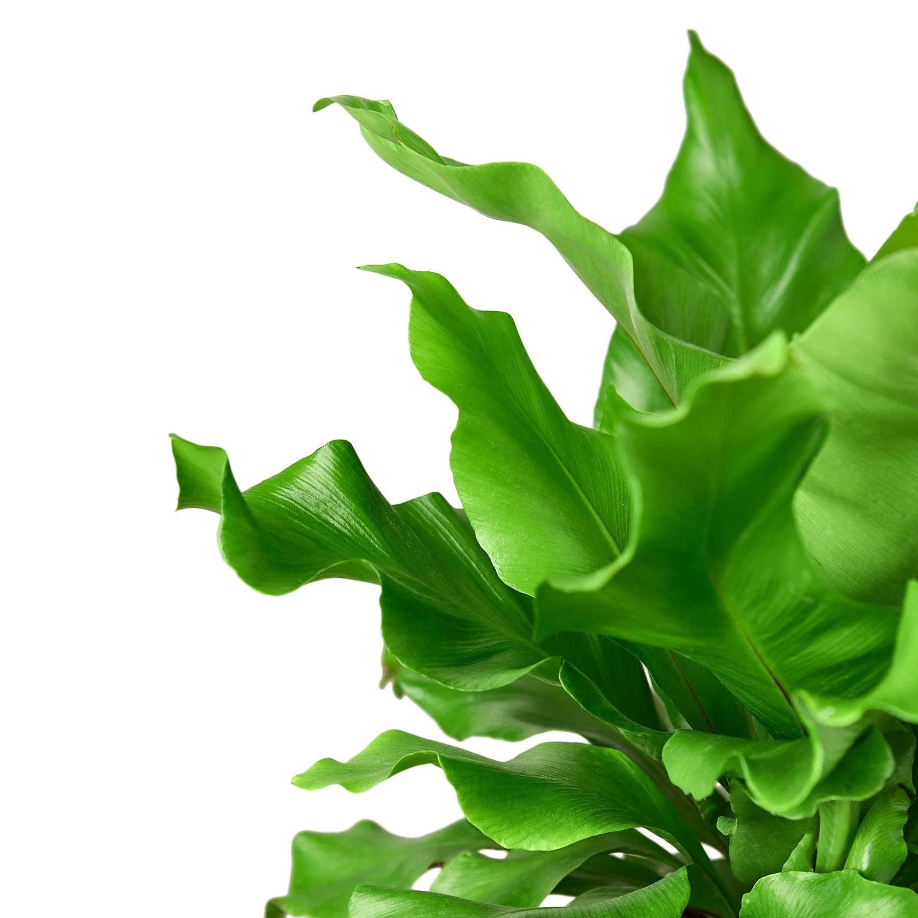 Bird's Nest Fern - Image 4