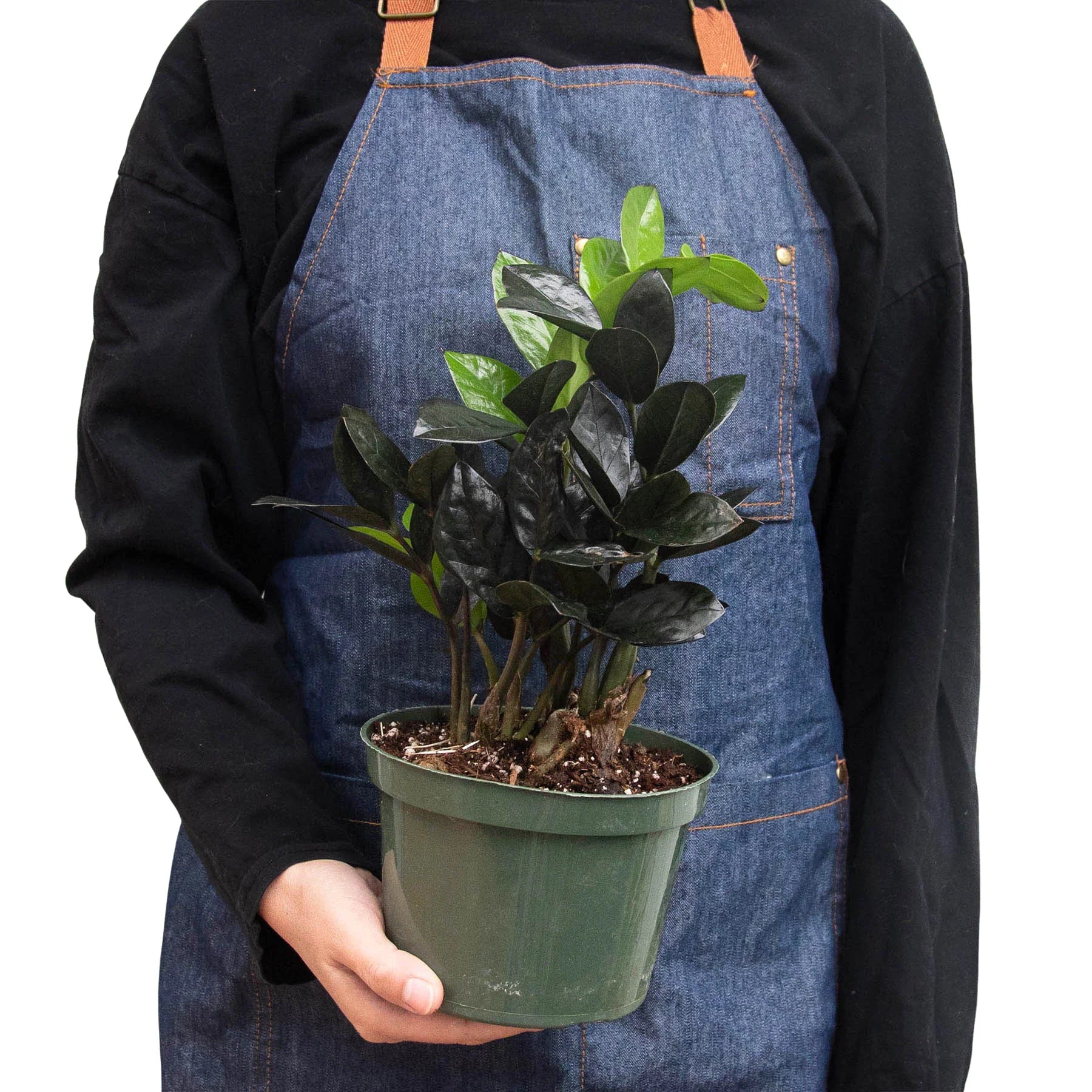 Black Queen ZZ Plant - Image 3
