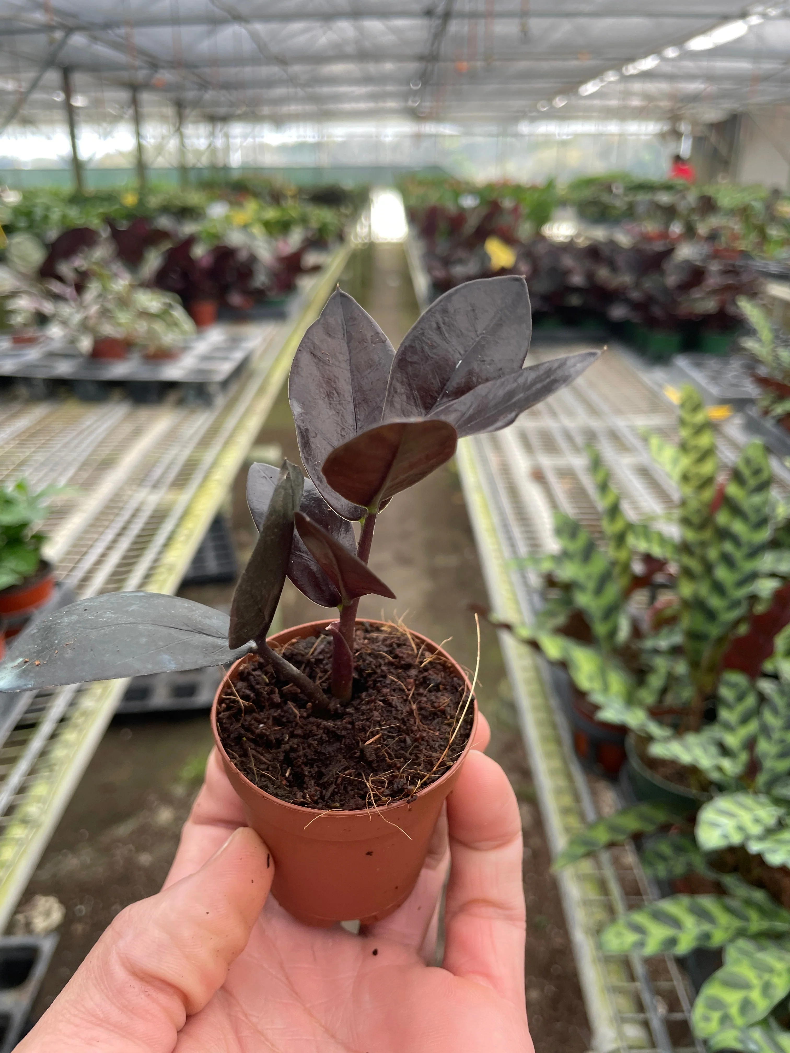 Black Queen ZZ Plant - Image 5
