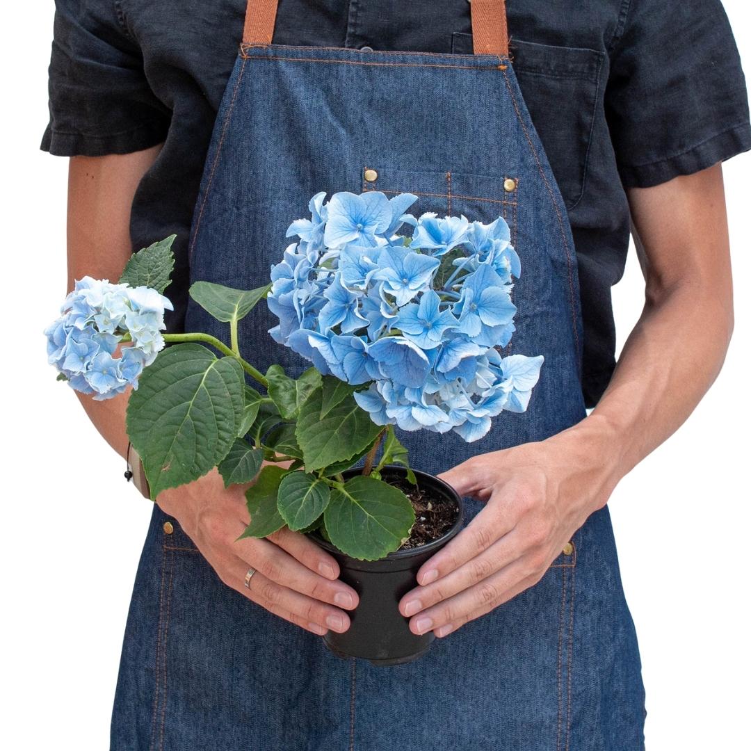 Blue Hydrangea - Image 5