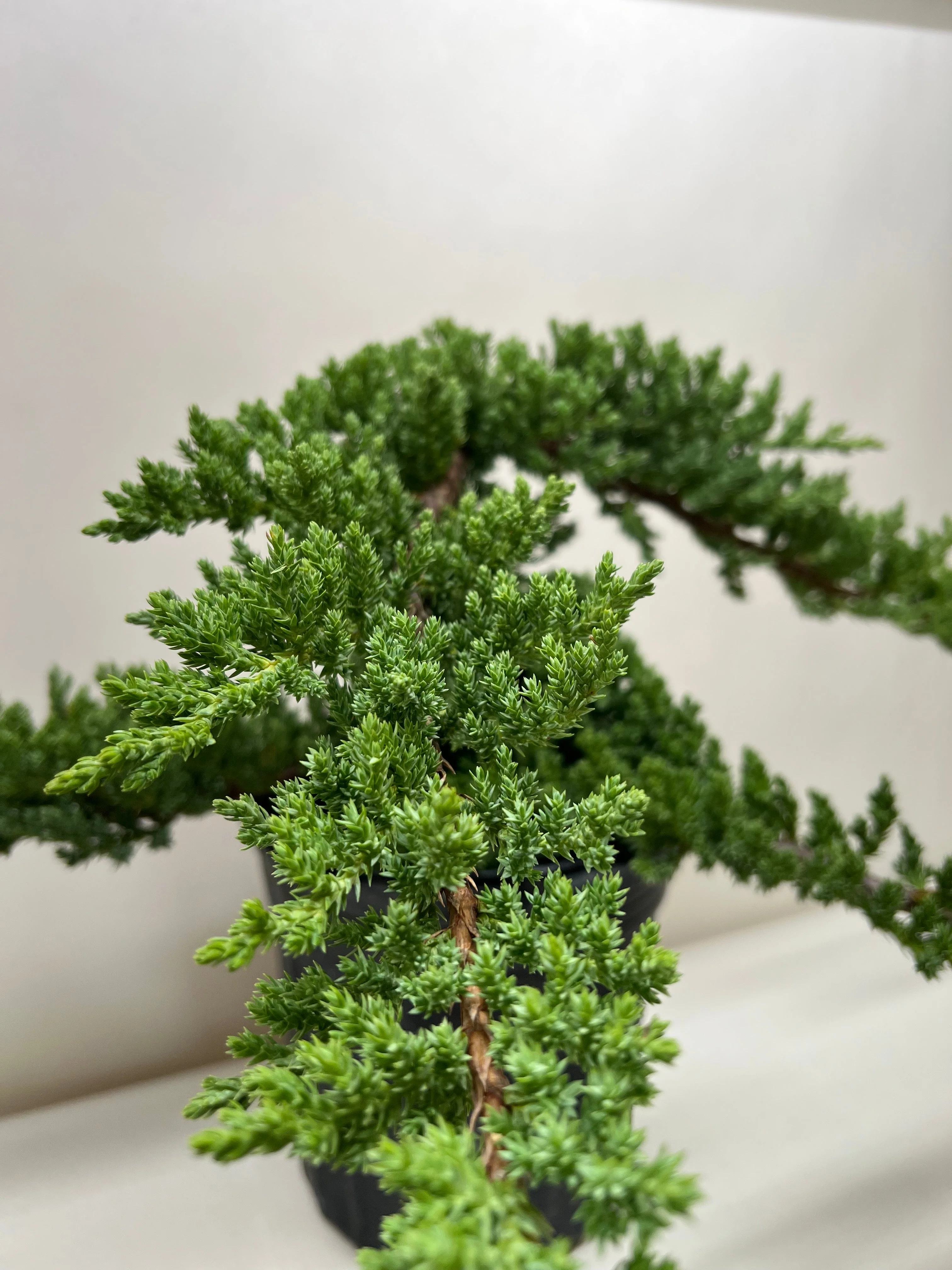 Bonsai Juniper - Image 2