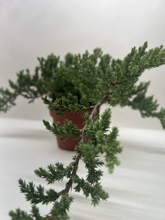 Bonsai Juniper - Image 4