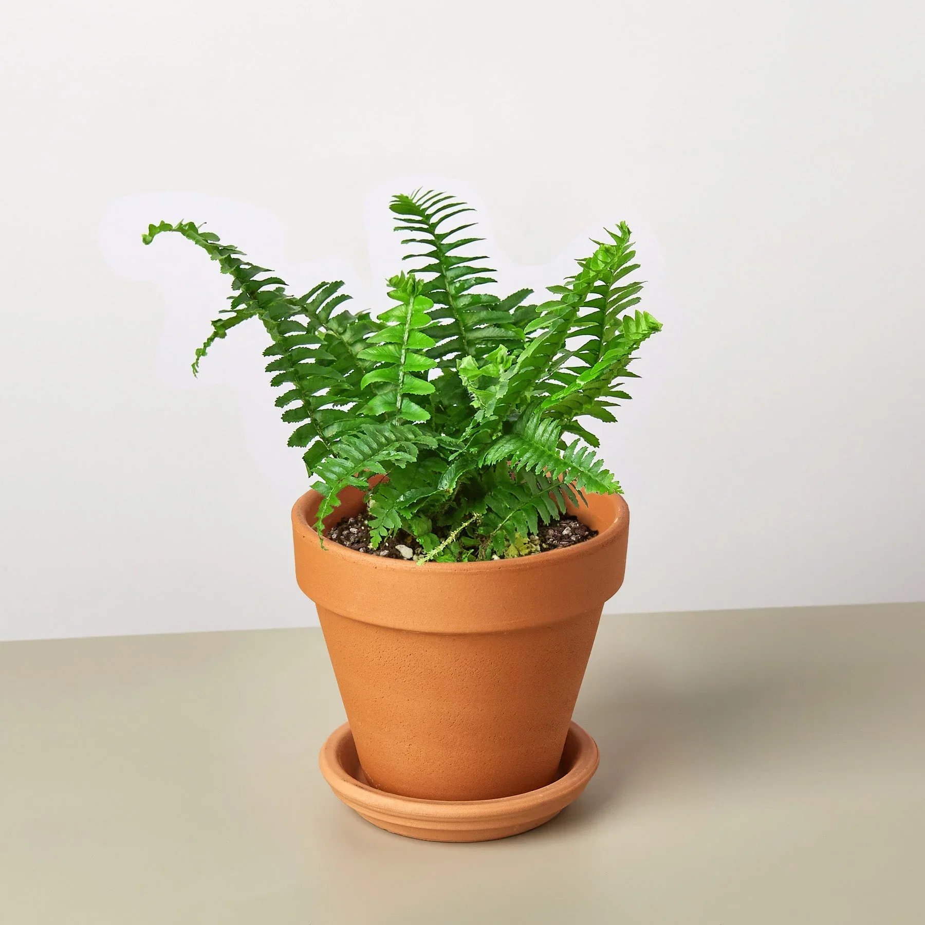 Boston Fern - Image 10
