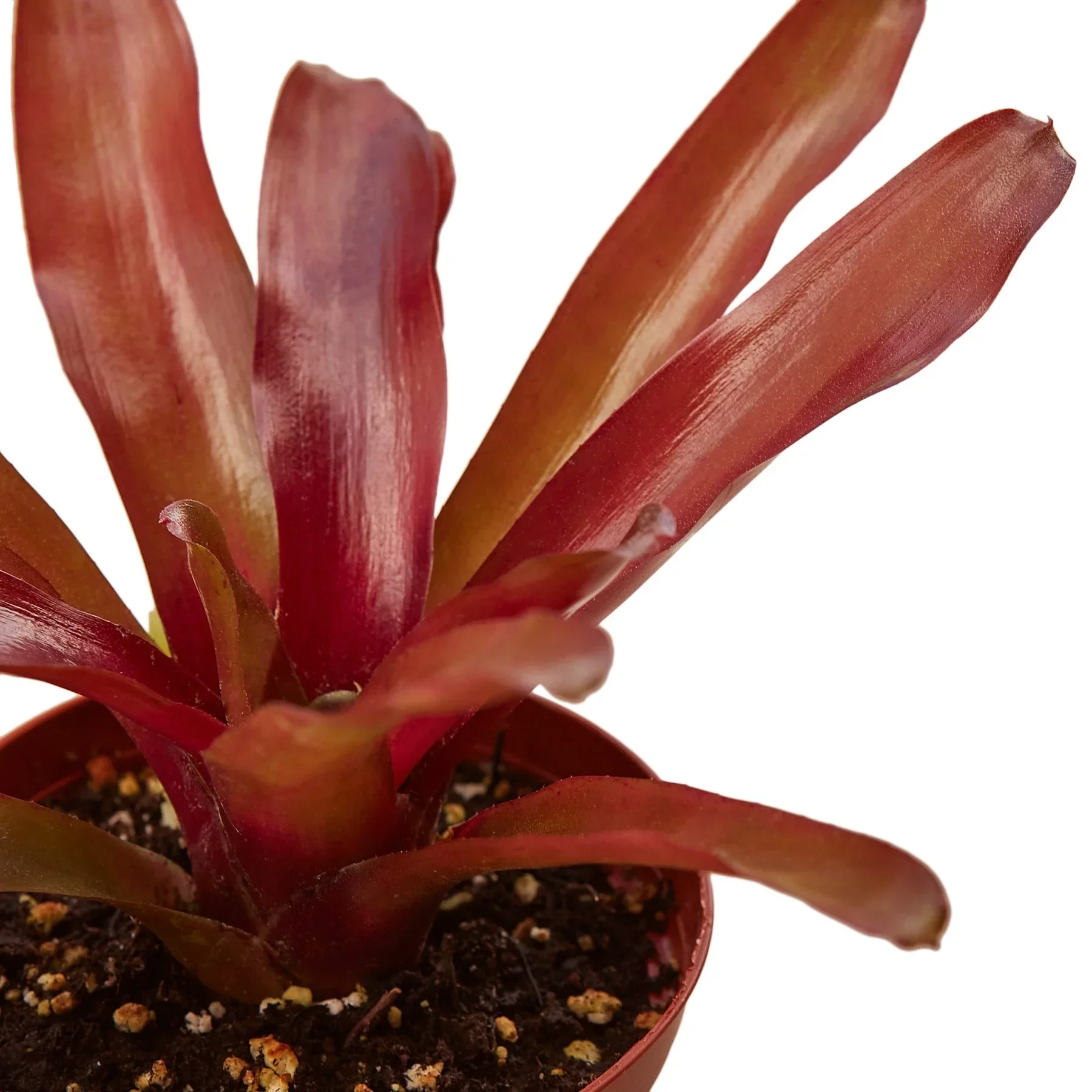 Bromeliad 'Fireball' - Image 2