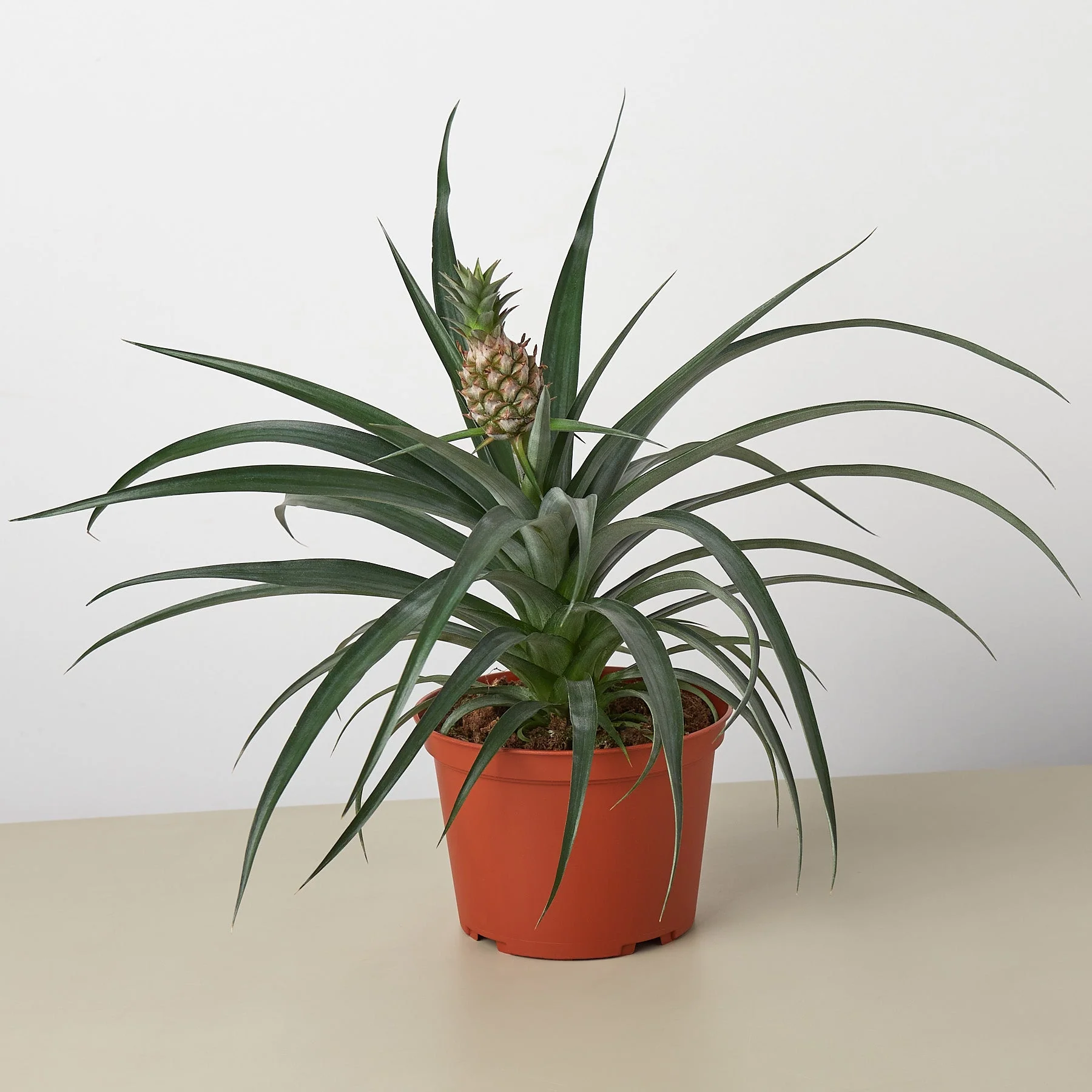 Bromeliad 'Yellow Pineapple' - 6" Pot - Image 2