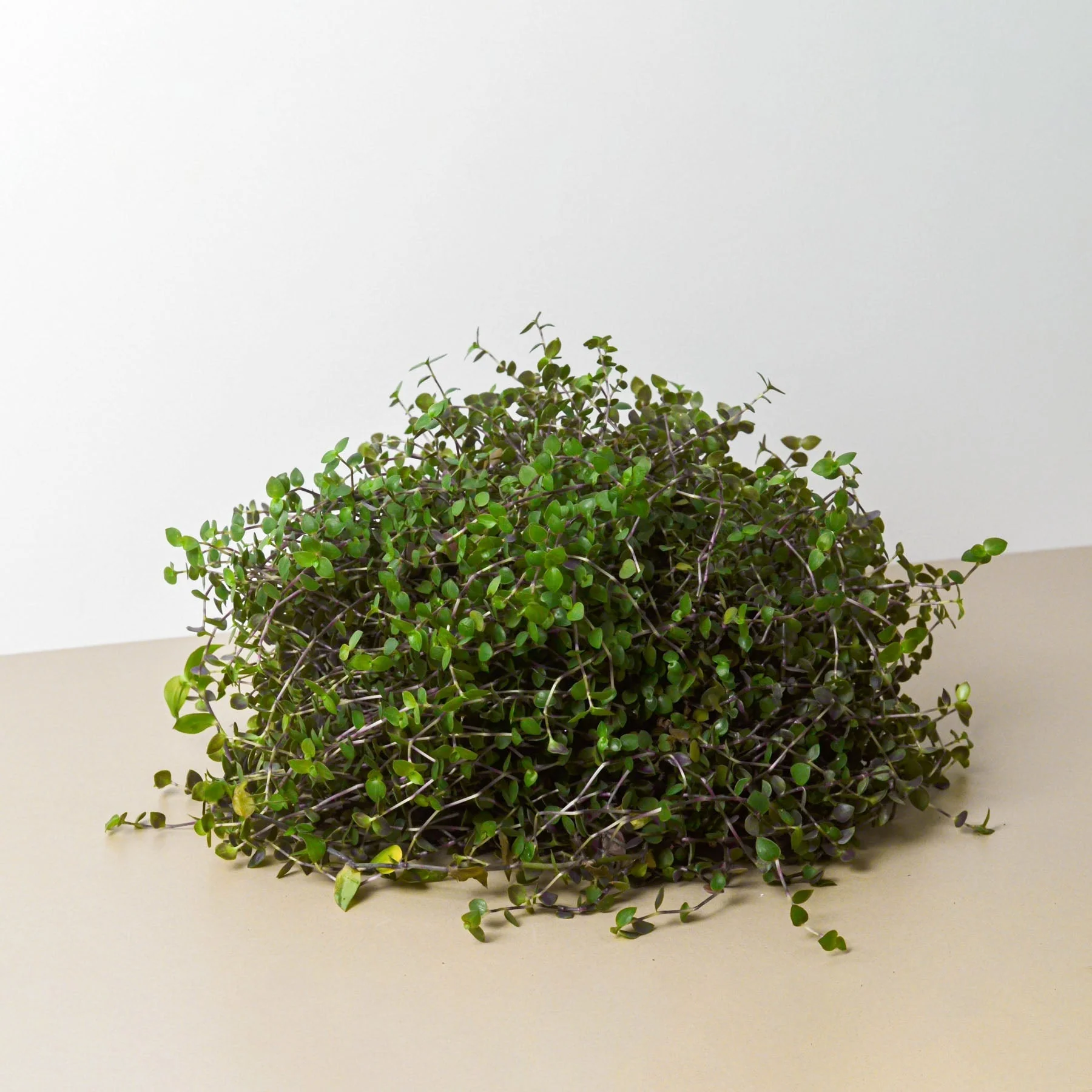Calasia Repens - Image 2