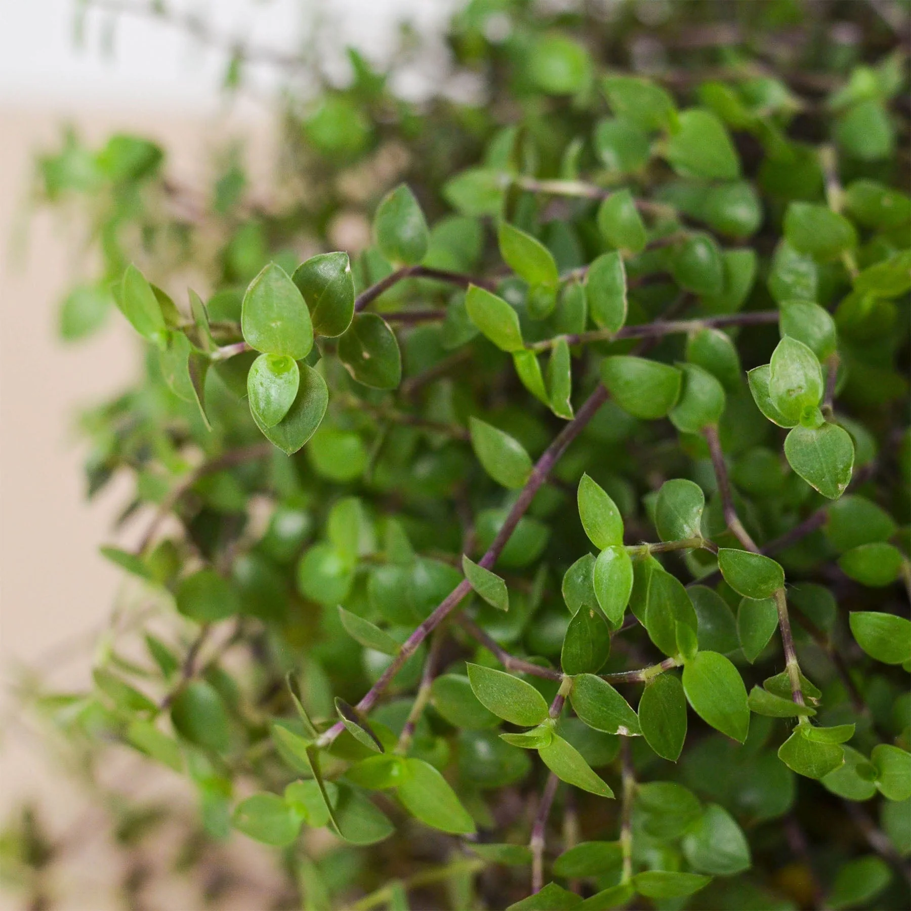 Calasia Repens - Image 3