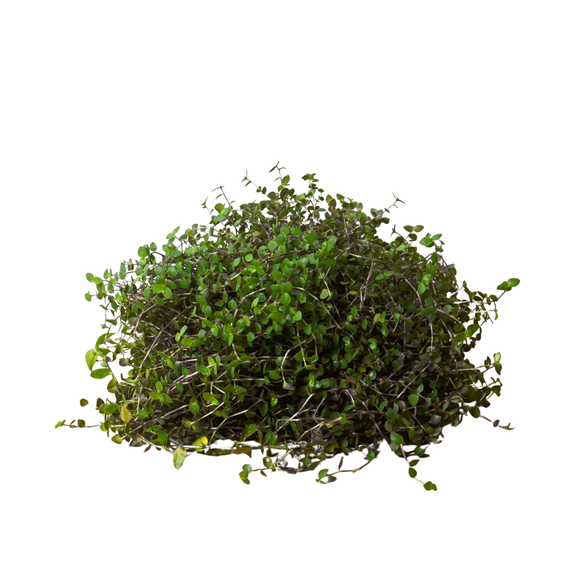 Calasia Repens - Image 4