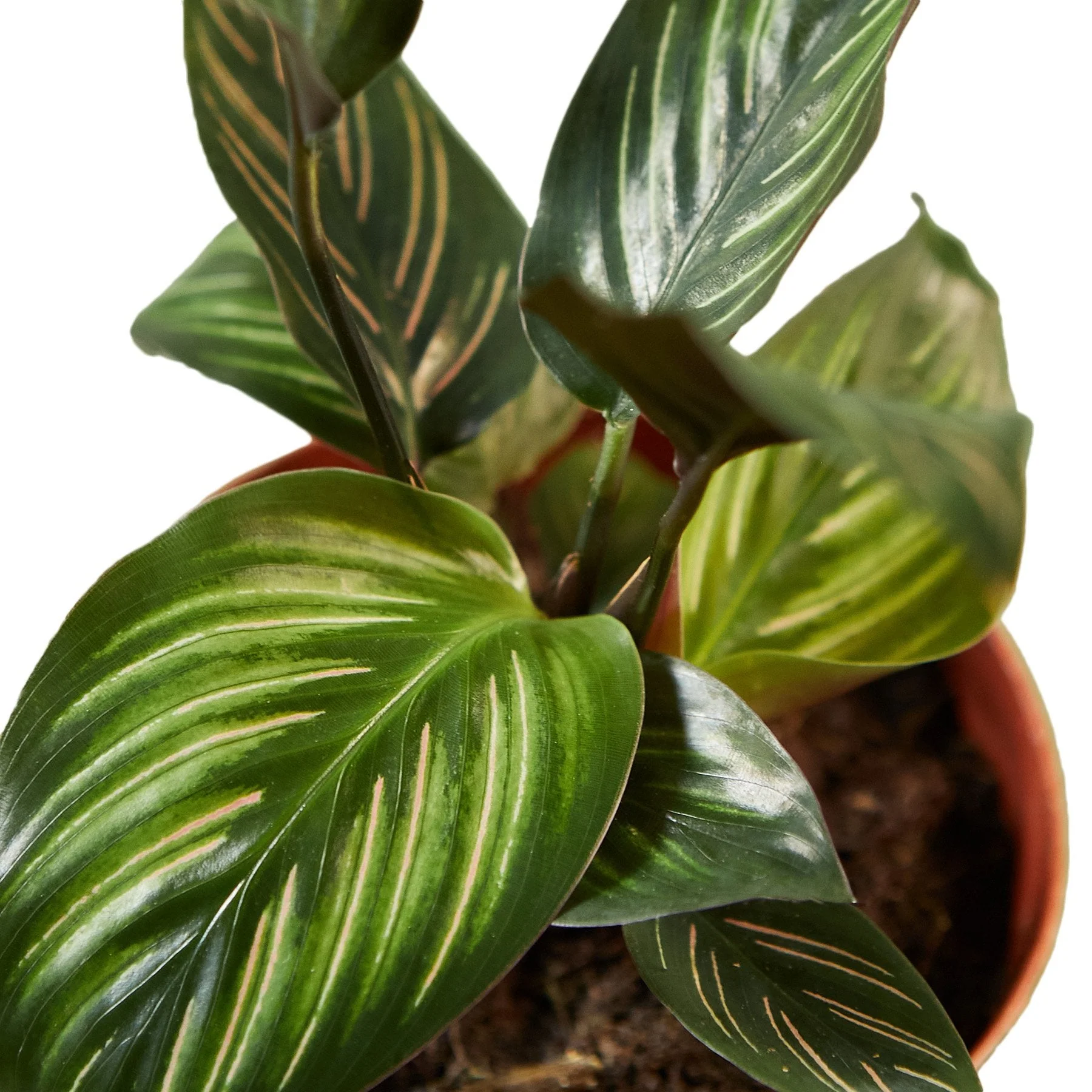 Calathea 'Beauty Star' - Image 3