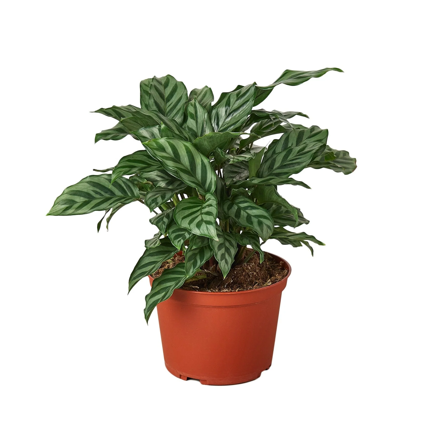 Calathea Concinna 'Freddie' - Image 3