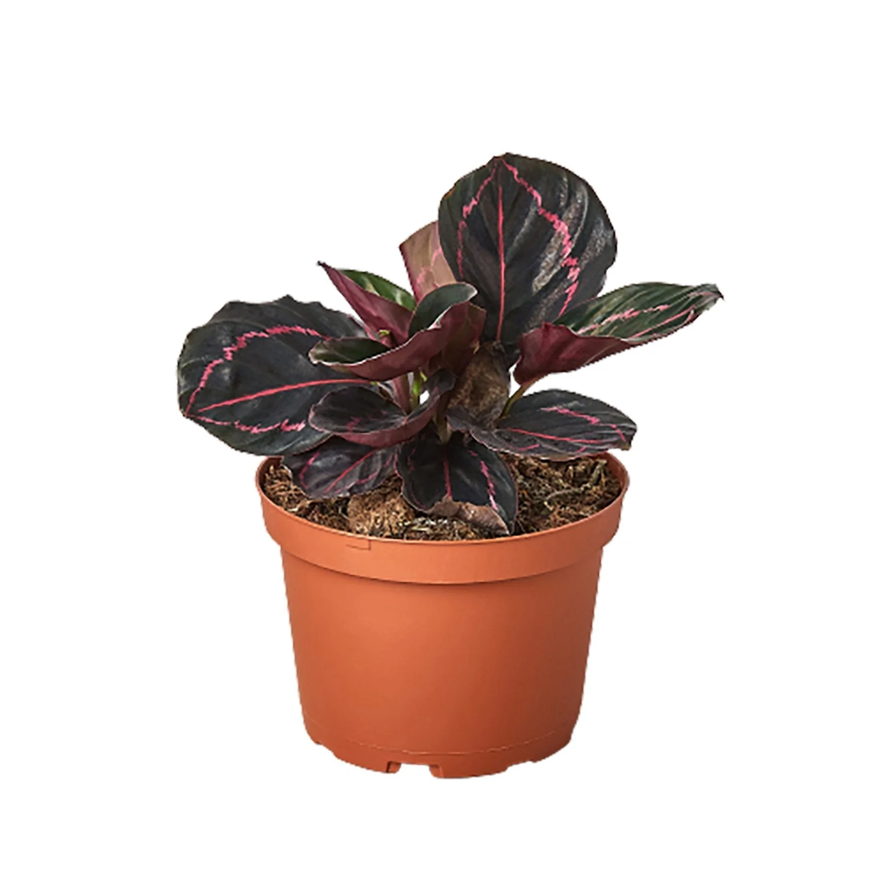 Calathea 'Dottie' - Image 4