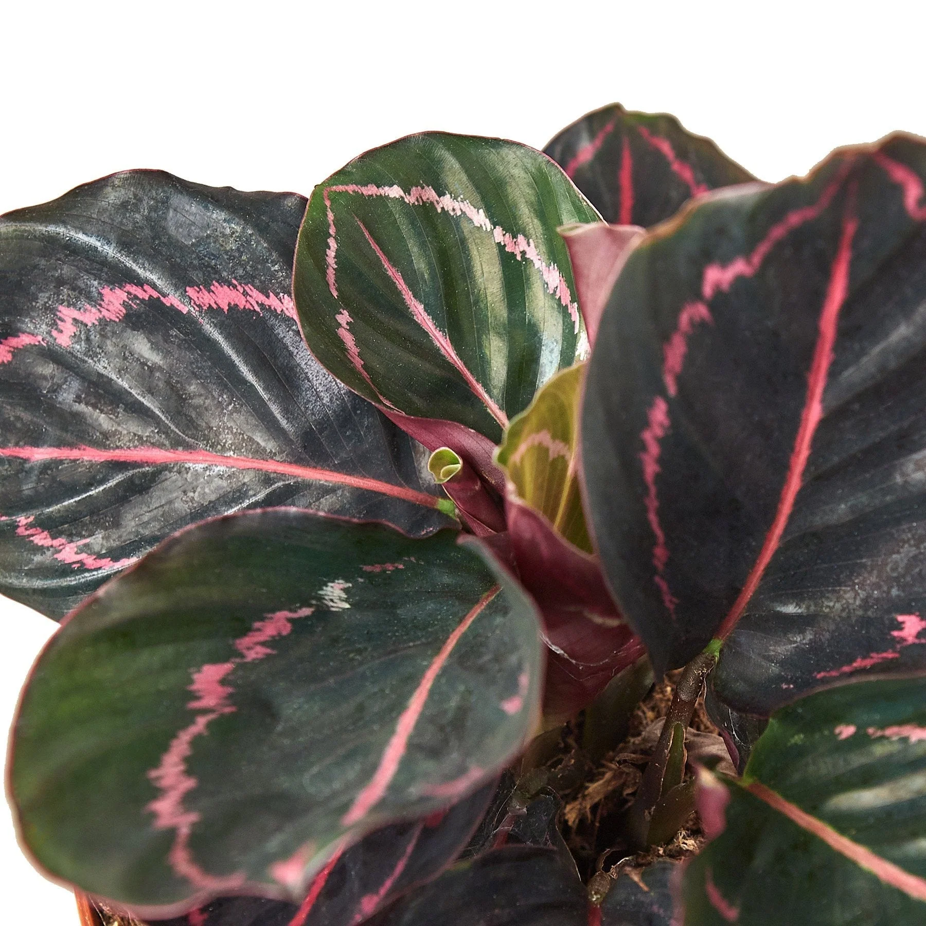 Calathea 'Dottie' - Image 5