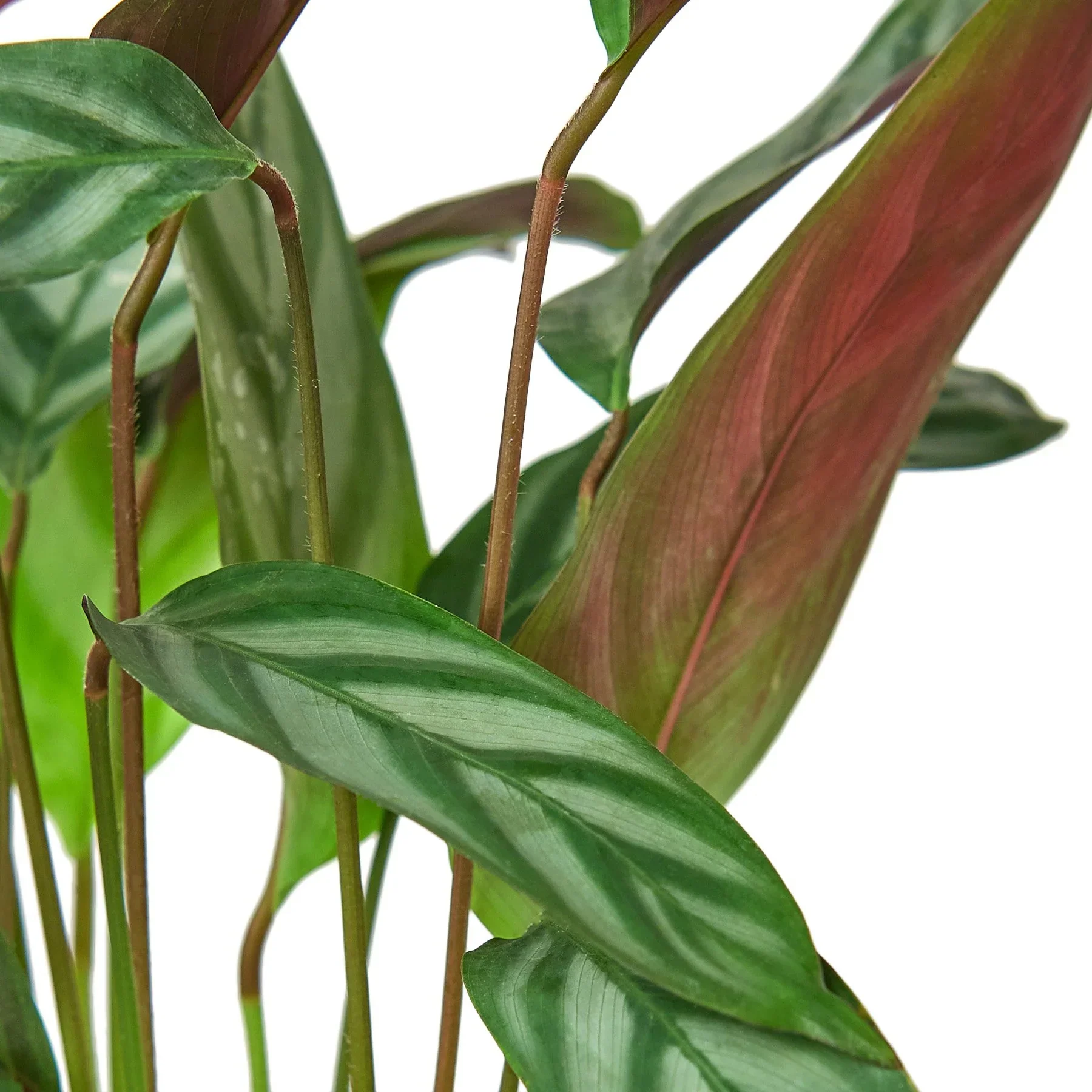 Calathea 'Grey Star' - Image 2