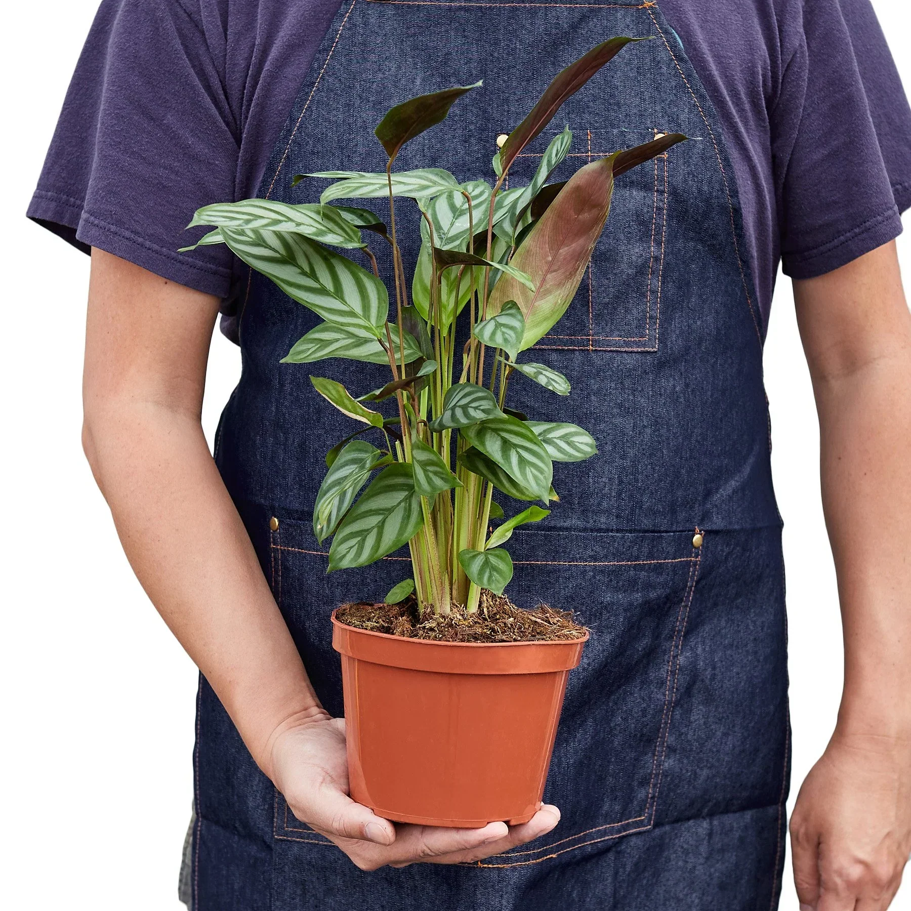 Calathea 'Grey Star' - Image 3