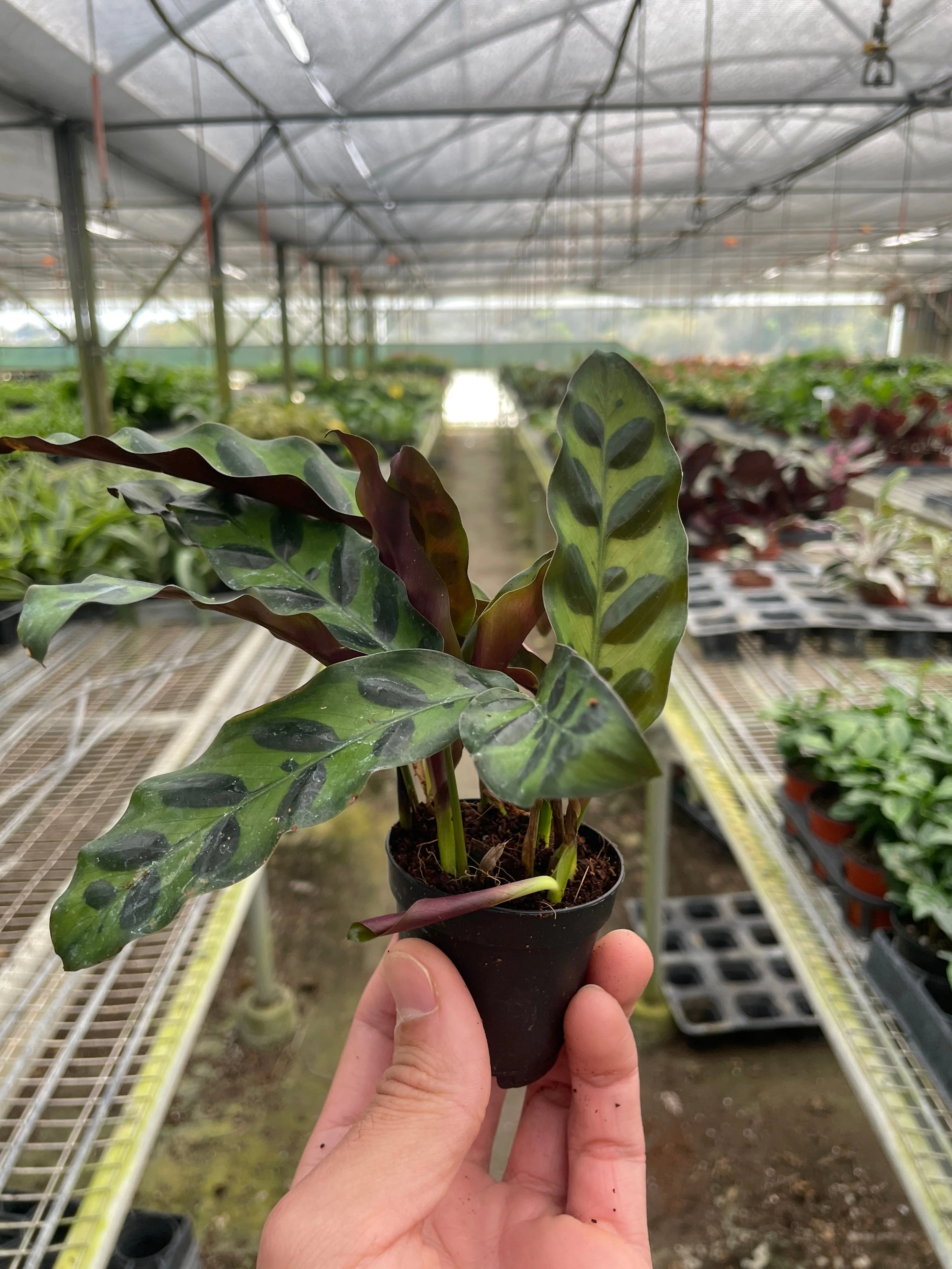 Calathea Lancifolia 'Rattlesnake' - Image 5