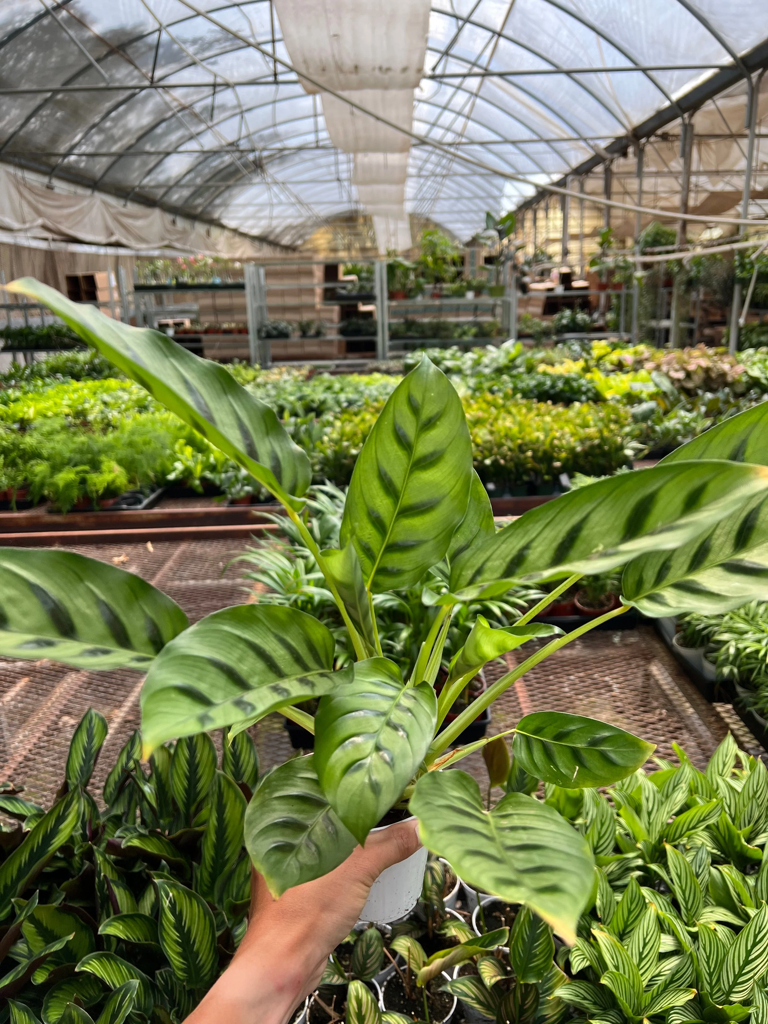 Calathea Leopardina - Image 2