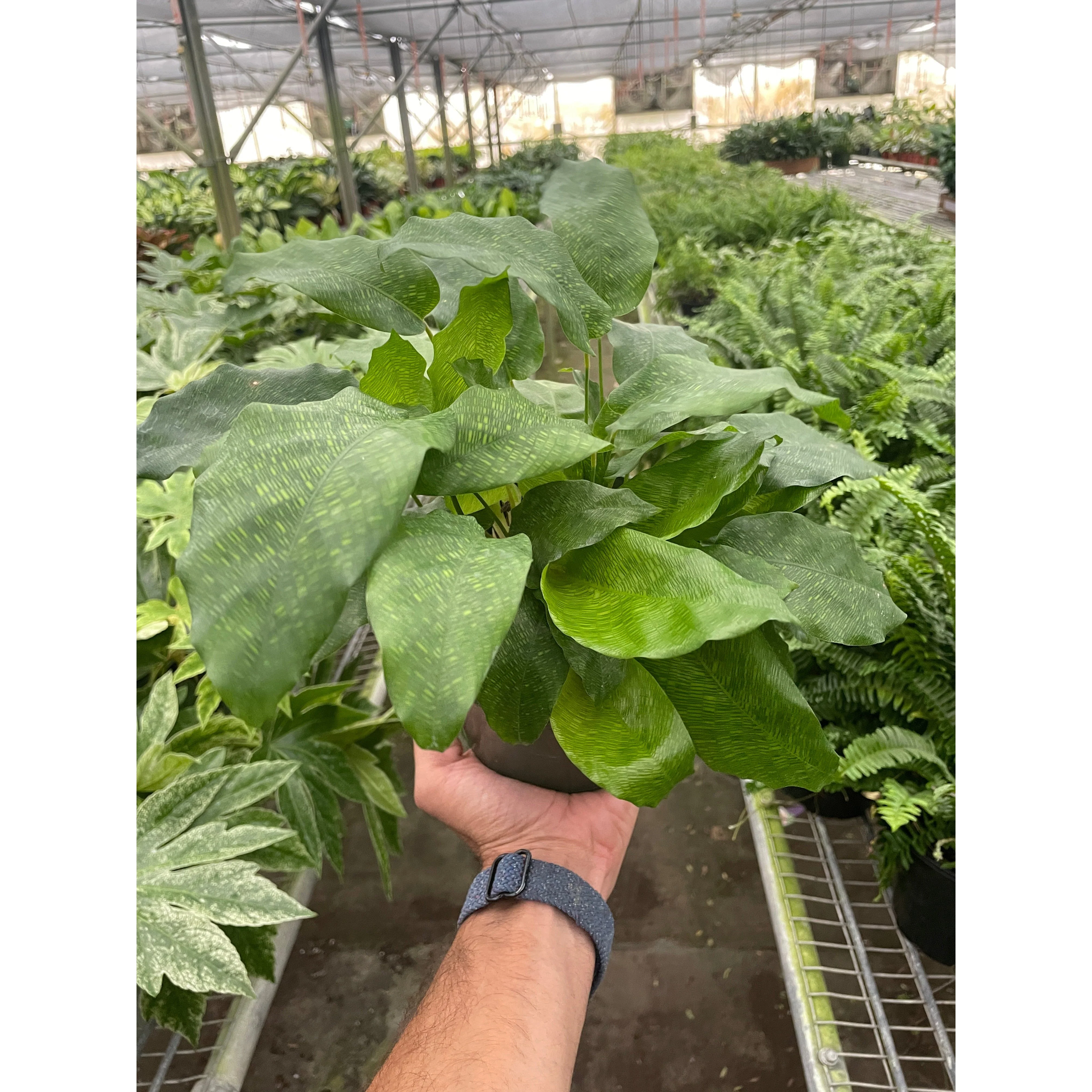 Calathea 'Musaica' - Image 3