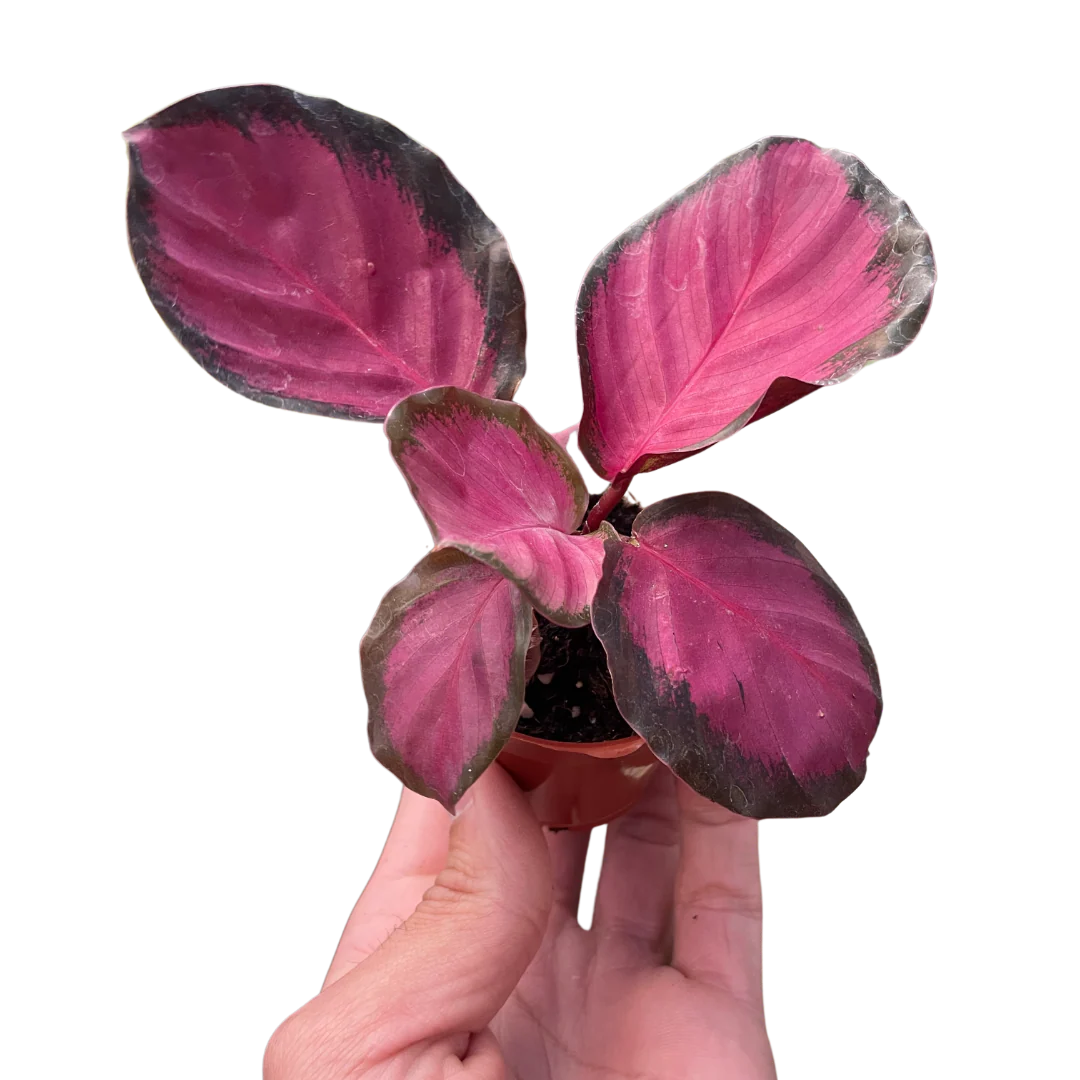Calathea 'Purple Rose' - Image 4