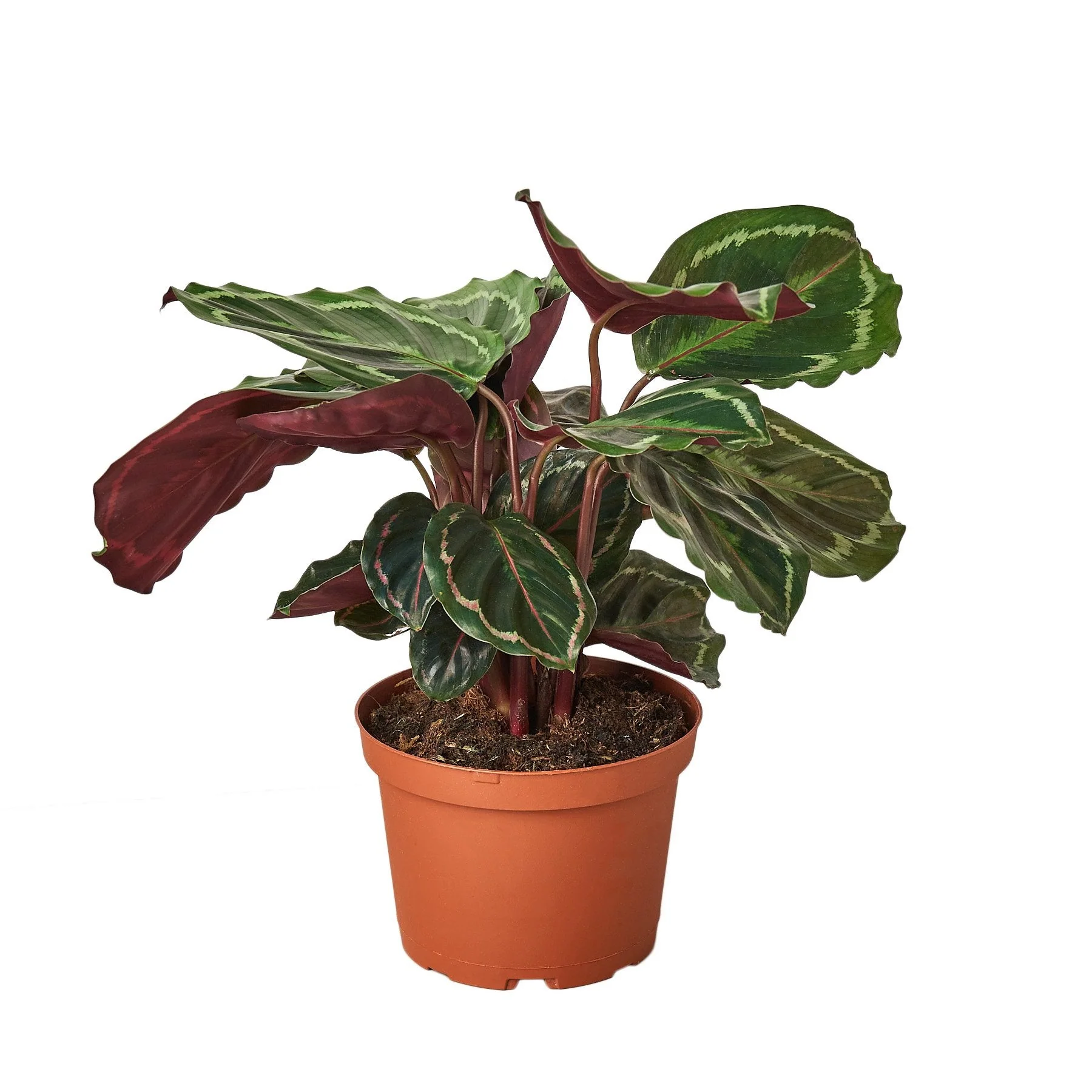 Calathea Roseopicta 'Medallion' - Image 2