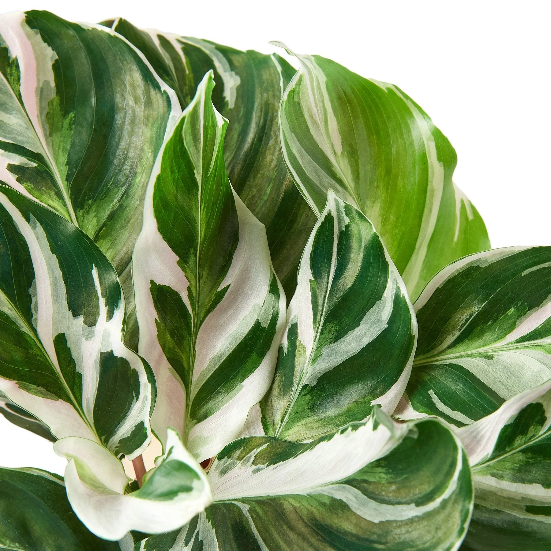Calathea 'White Fusion' - Image 2