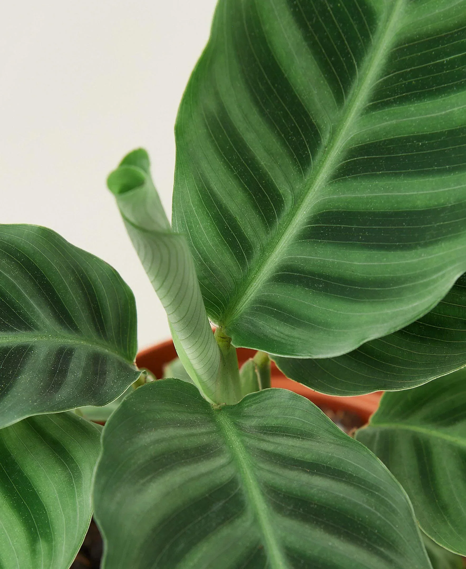Calathea 'Zebrina' - 4" Pot - Image 2