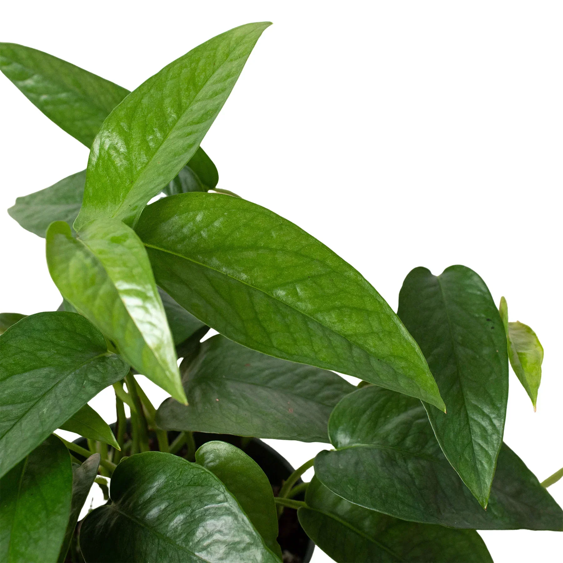 Cebu Blue Pothos - Image 2