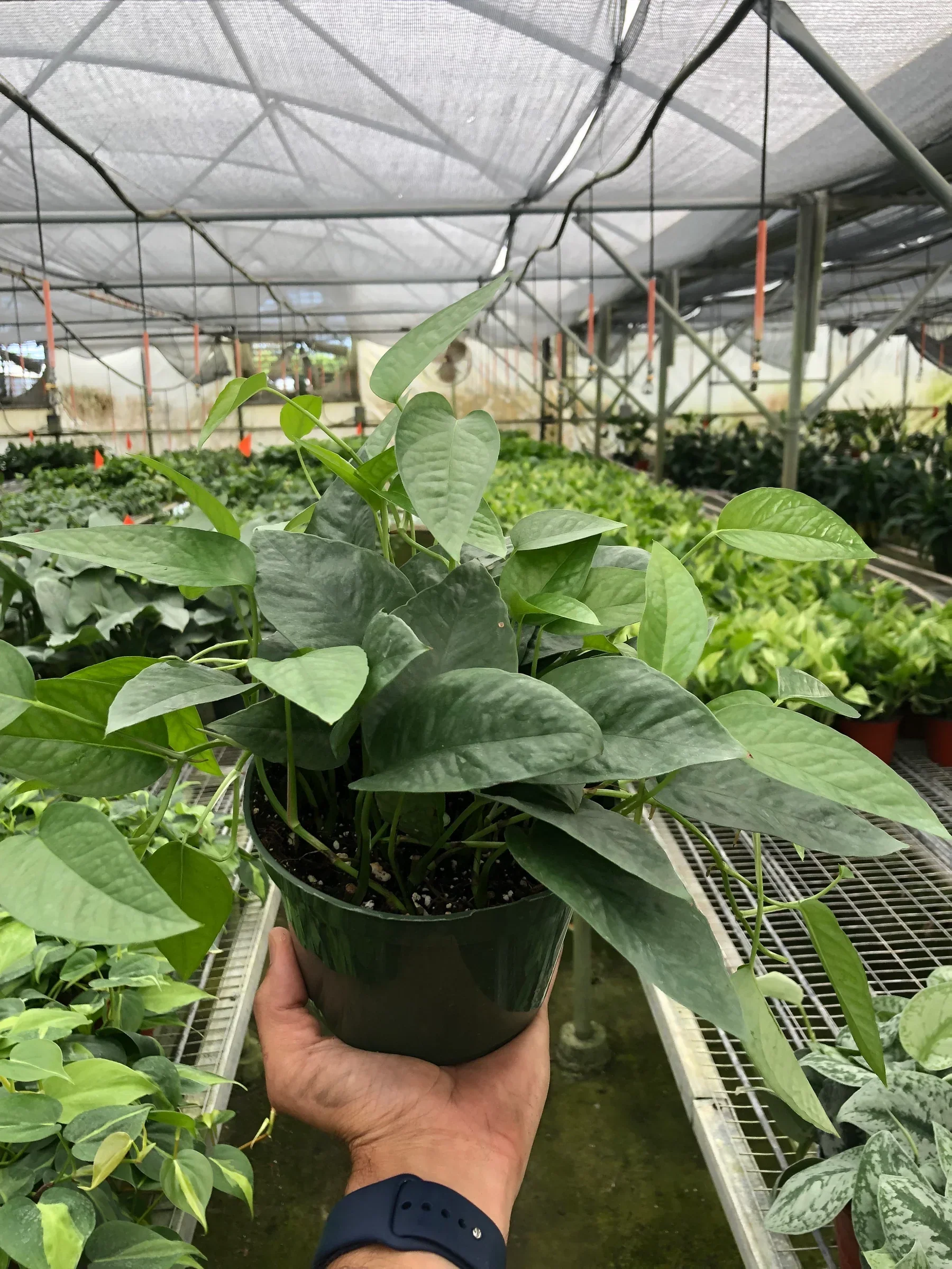 Cebu Blue Pothos - Image 4