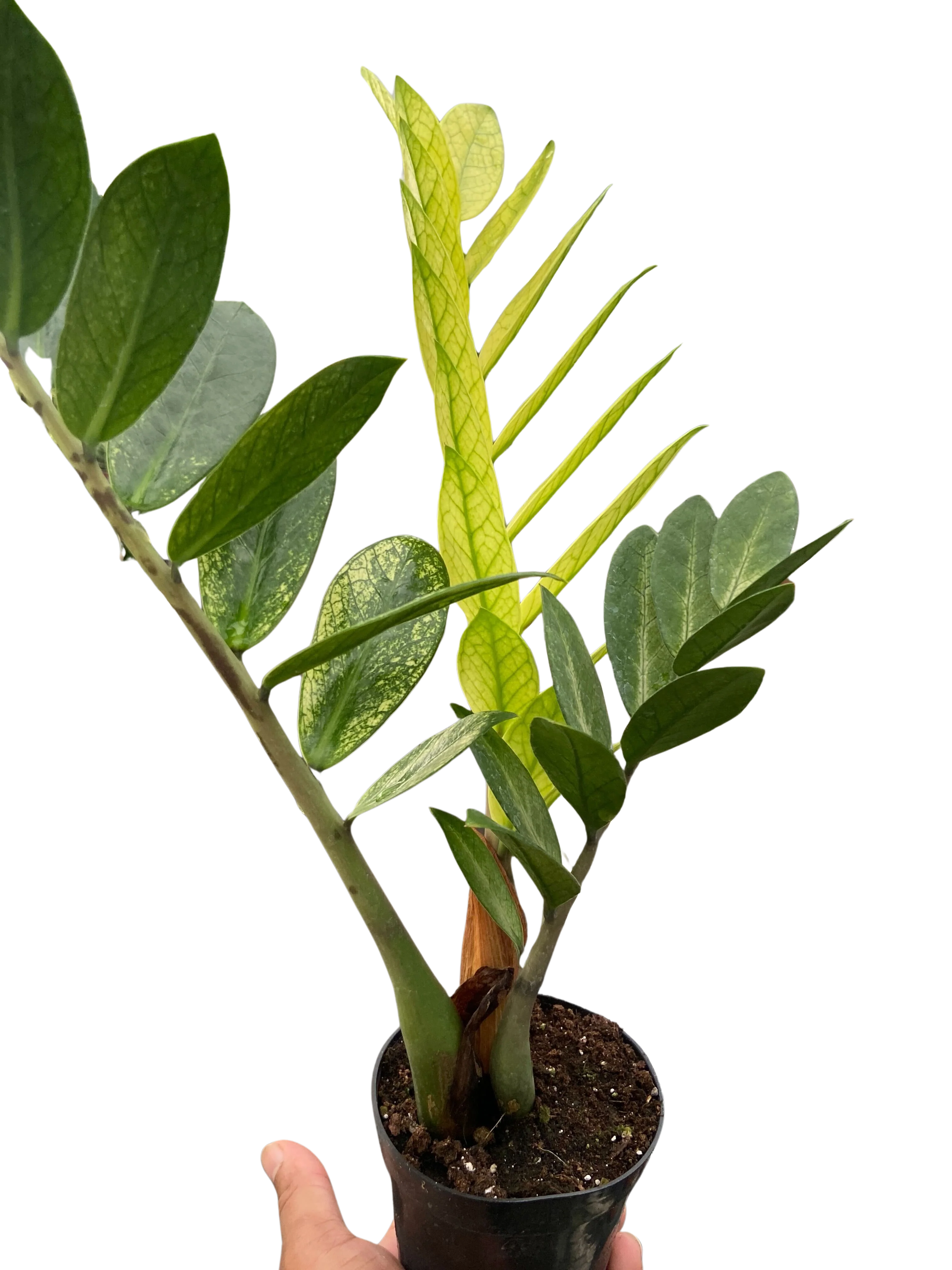 Chameleon ZZ Plant - Image 2