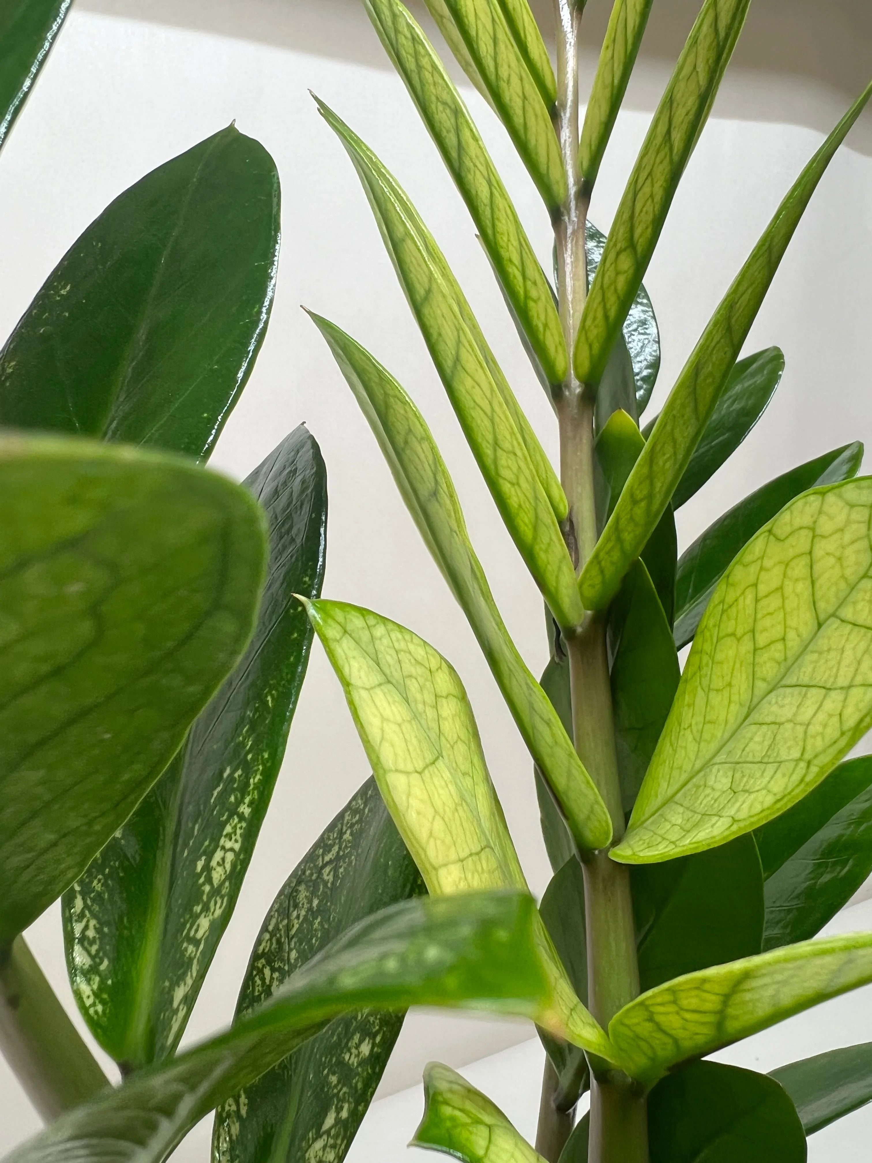 Chameleon ZZ Plant - Image 3