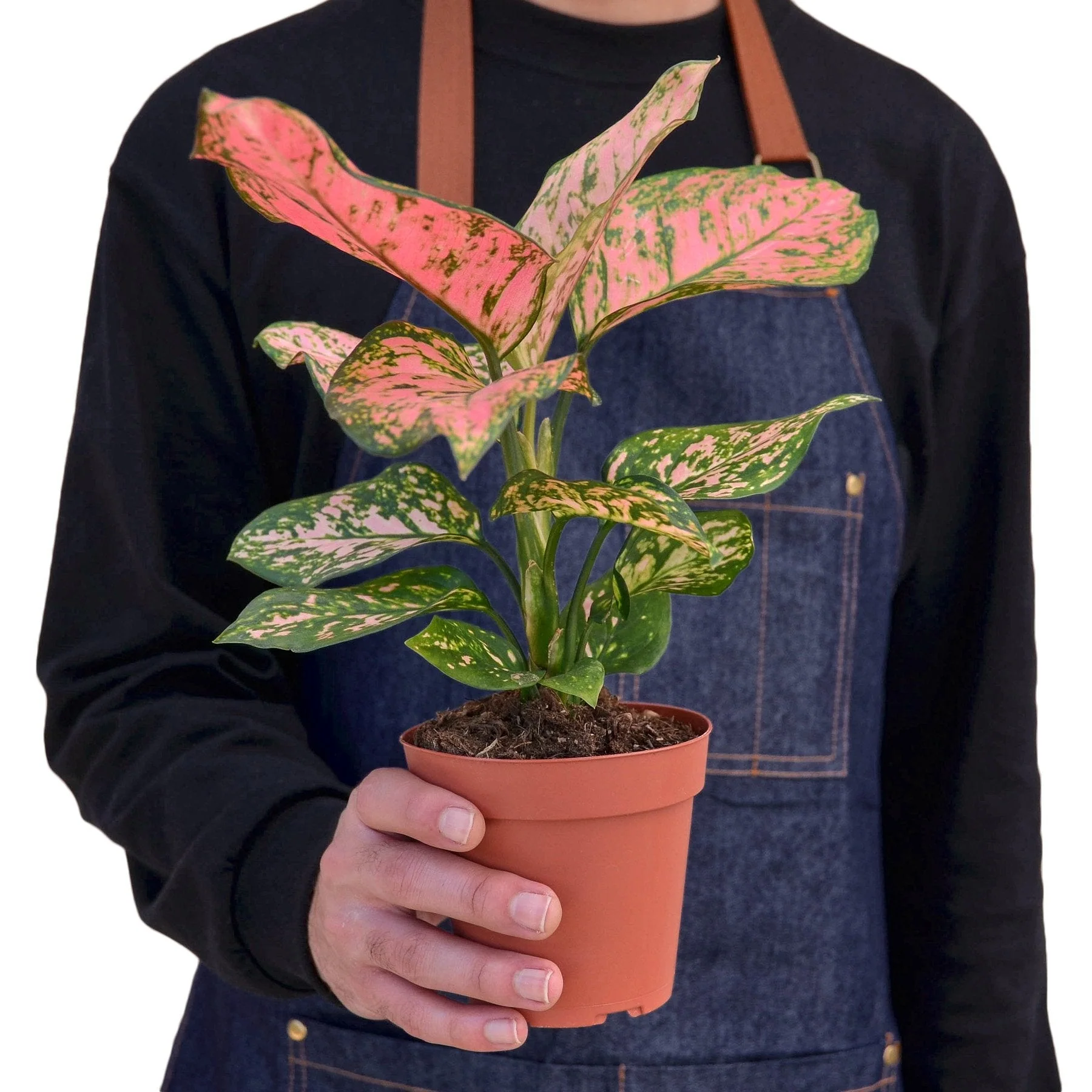 Chinese Evergreen 'Lady Valentine' - Image 3