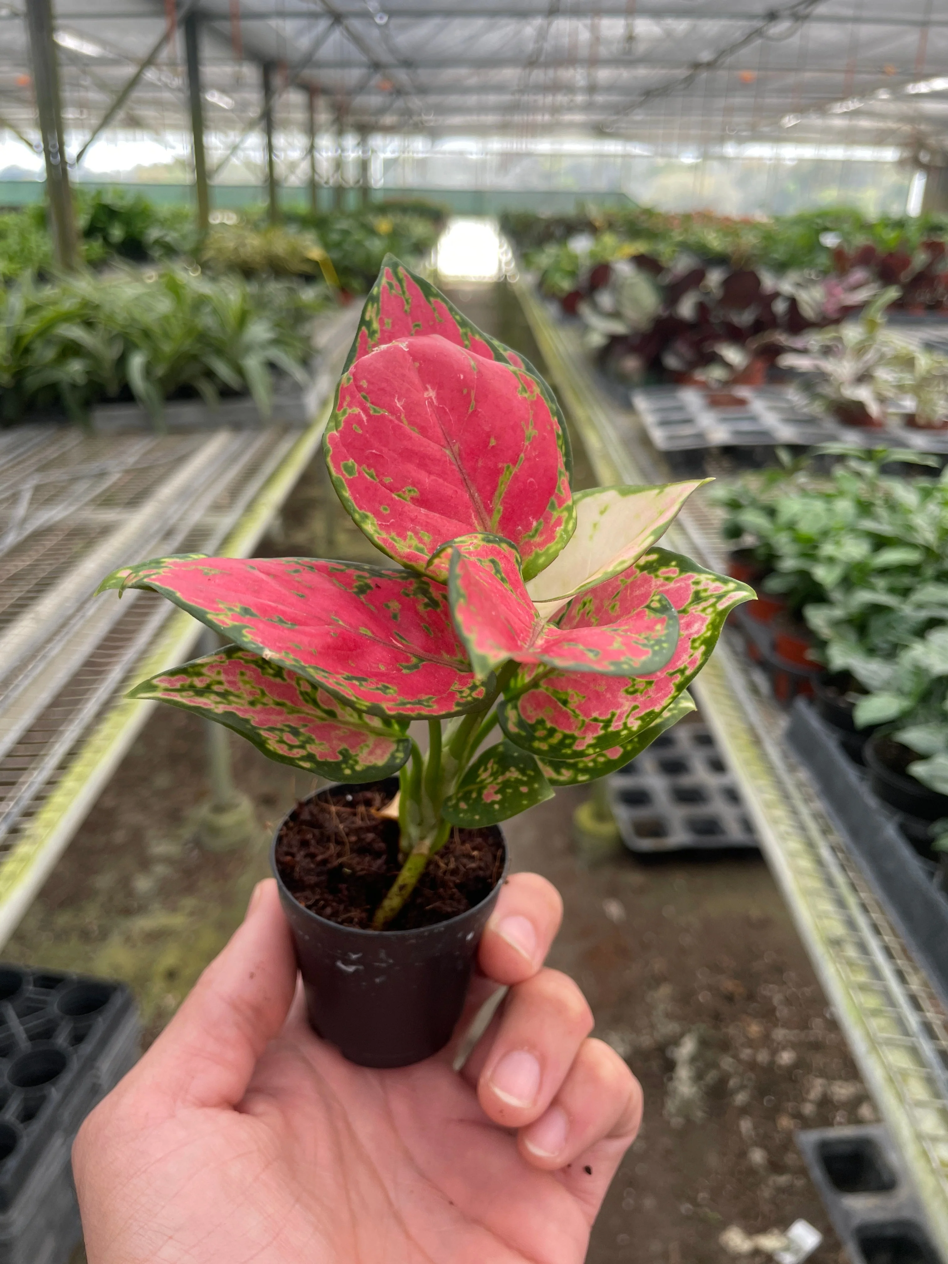 Chinese Evergreen 'Lady Valentine' - Image 6