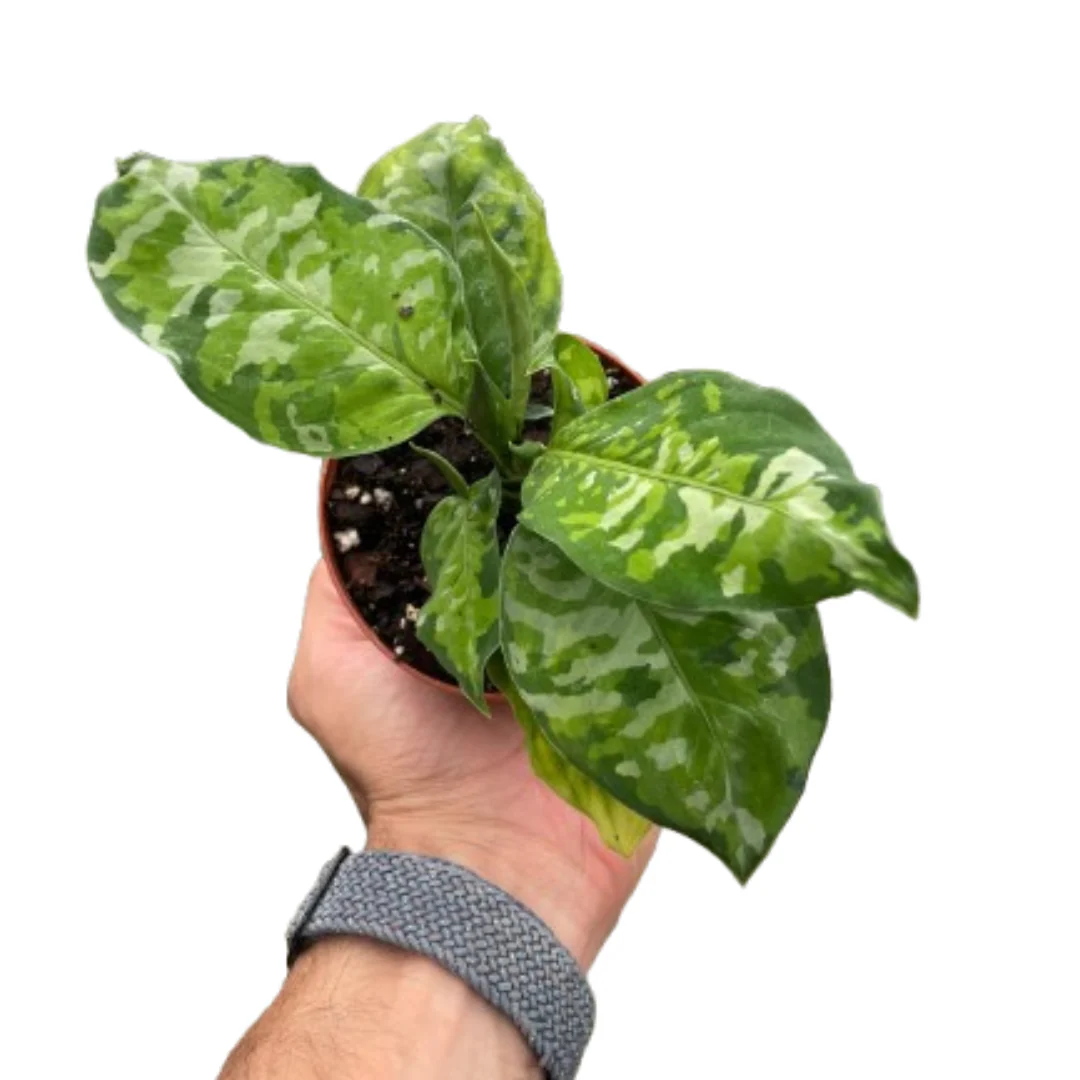 Chinese Evergreen Pictum Tricolor - Image 2