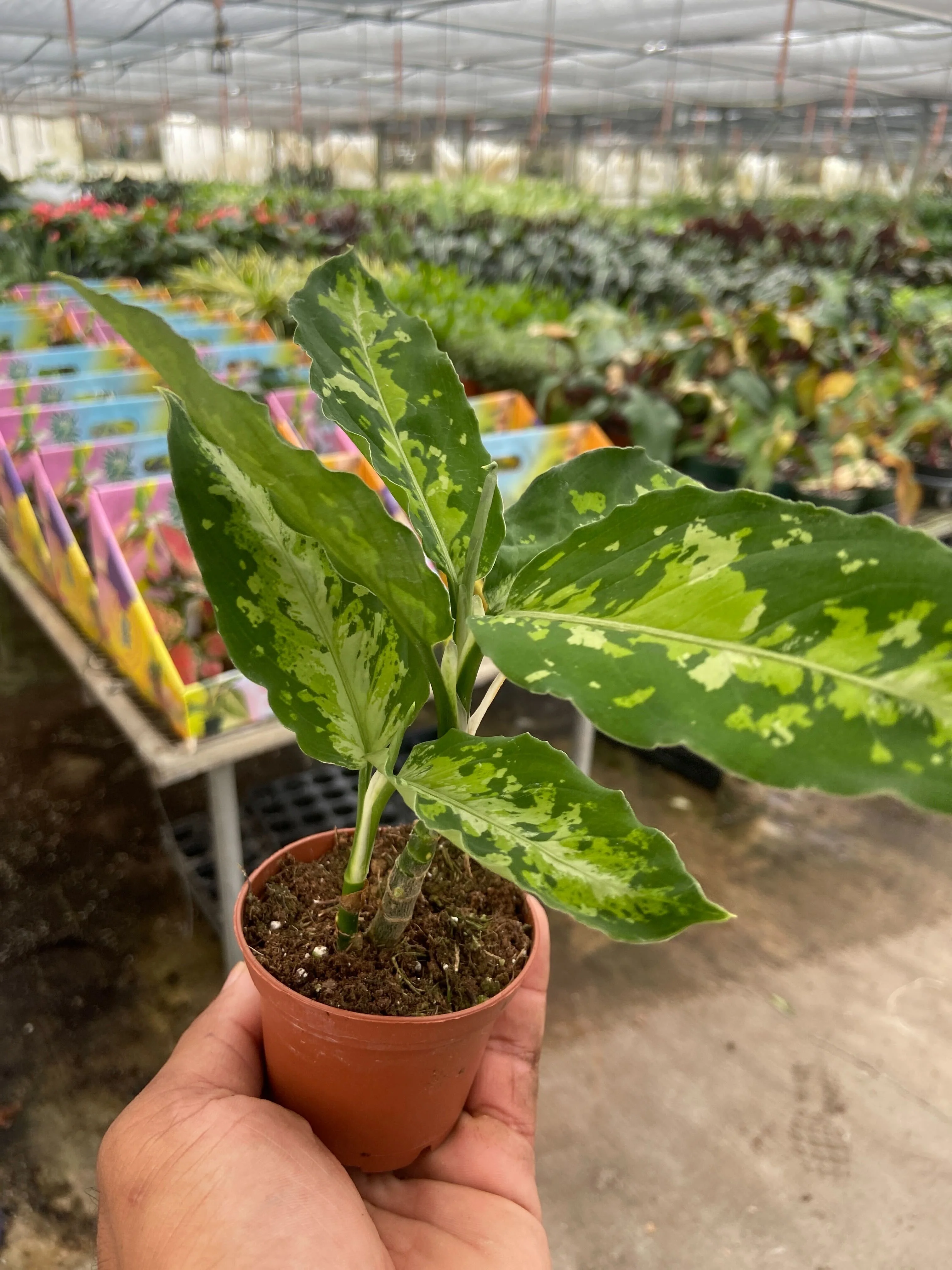 Chinese Evergreen Pictum Tricolor - Image 3