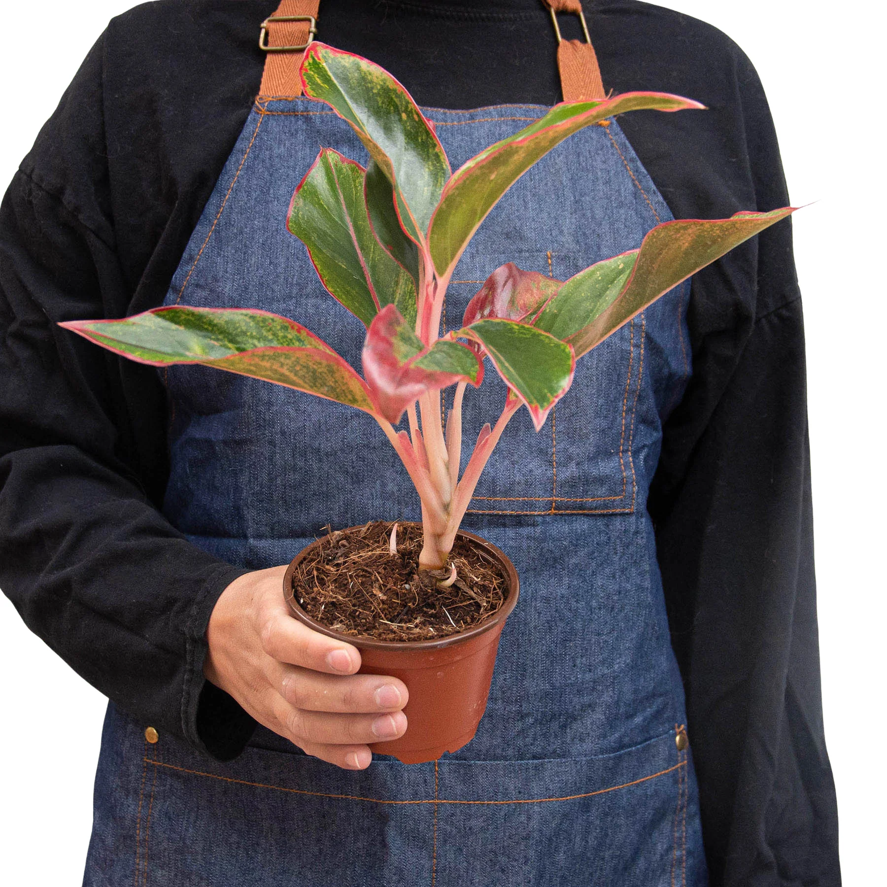 Chinese Evergreen 'Red Siam' - Image 3
