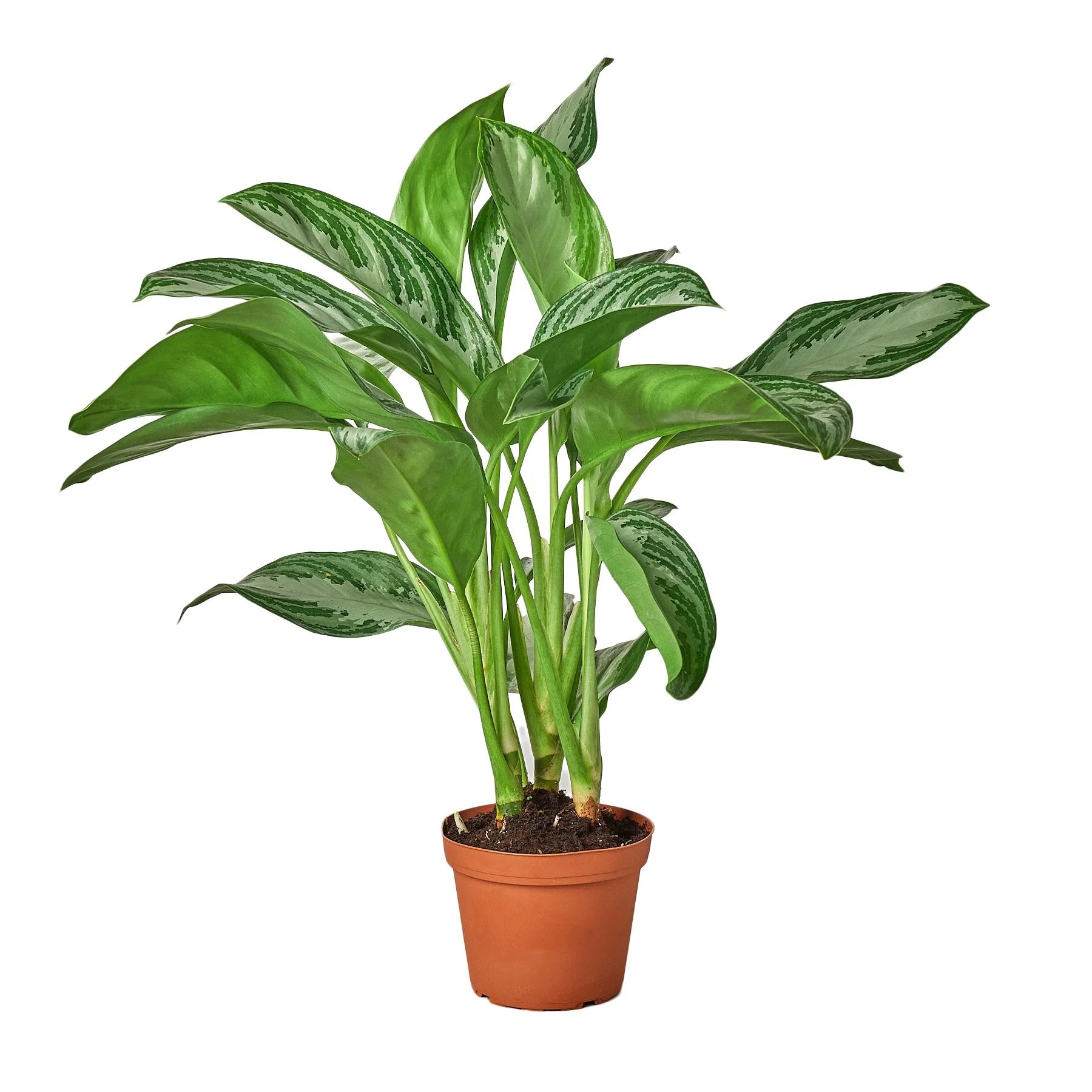 Chinese Evergreen 'Silver Bay' - Image 3