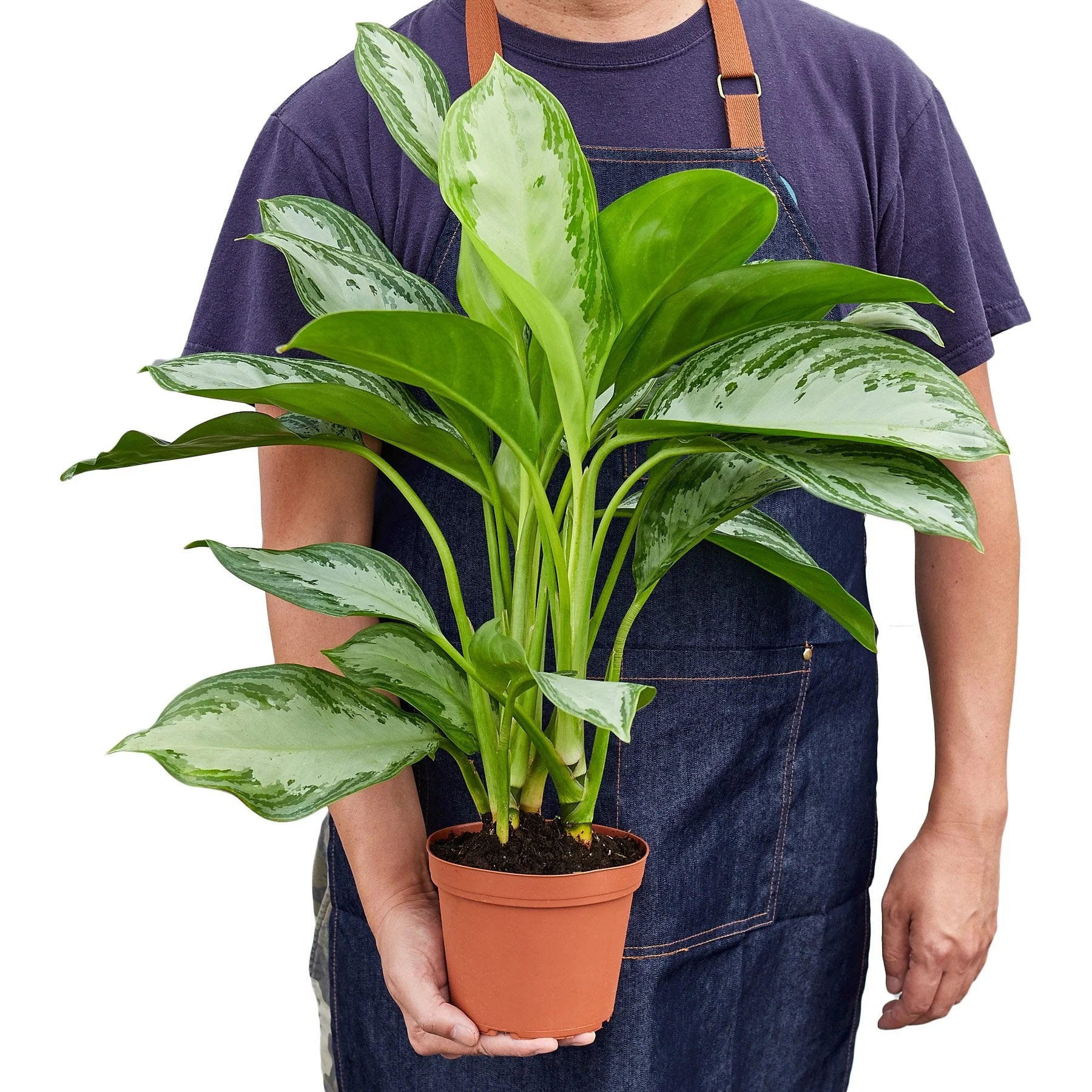 Chinese Evergreen 'Silver Bay' - Image 5