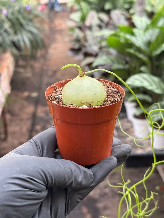 Climbing Onion - Image 2