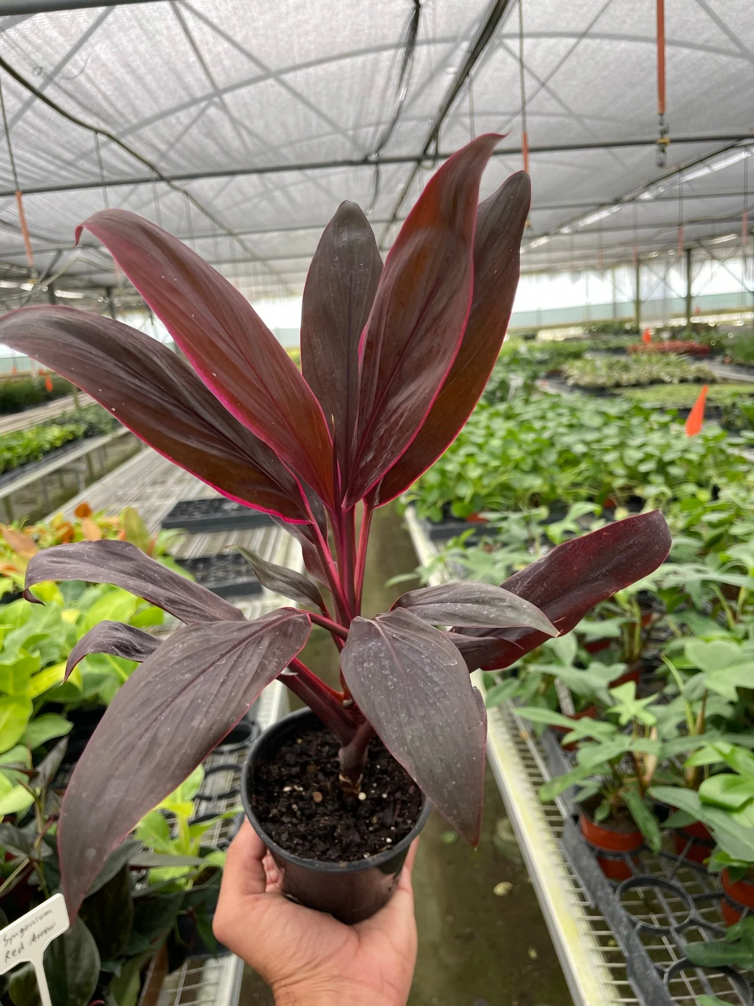 Cordyline 'Calypso Queen' - Image 2
